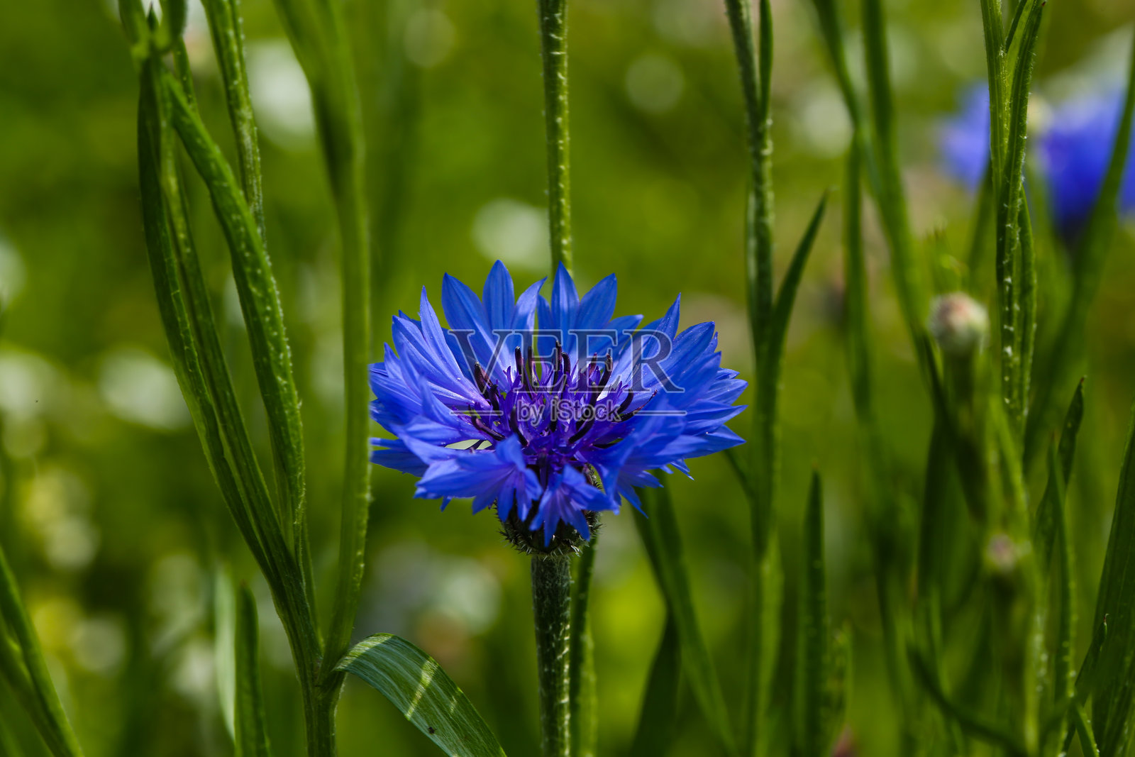 蓝色矢车菊花在绿色草地上照片摄影图片