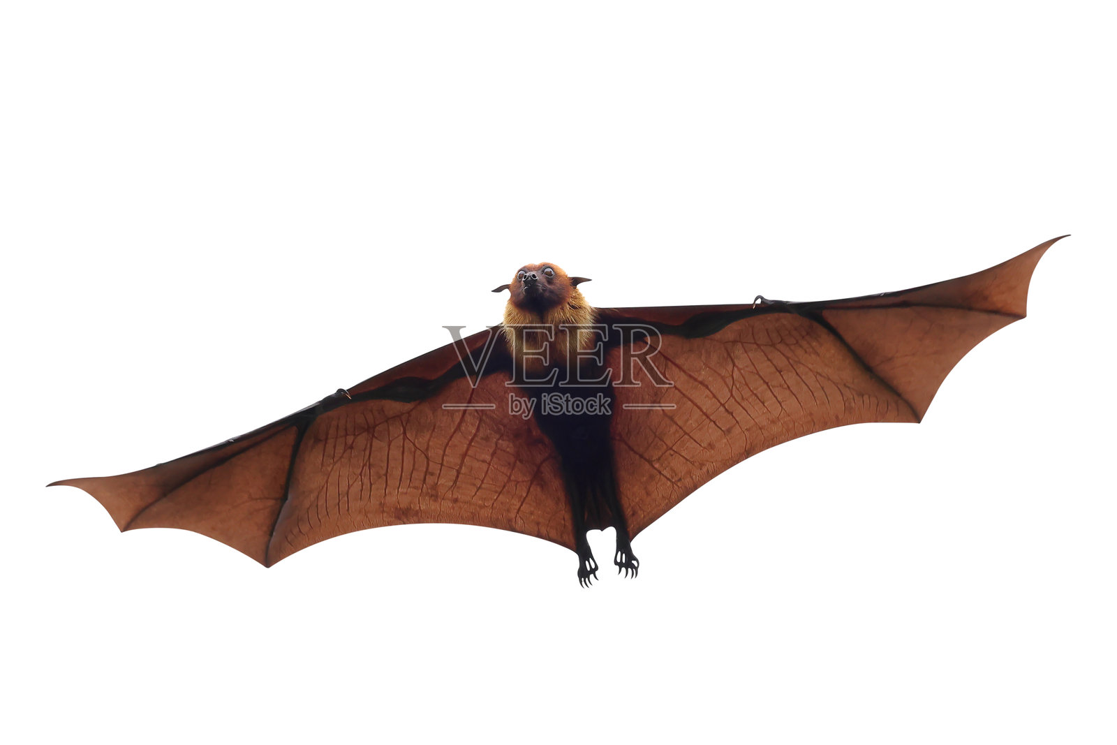 蝙蝠照片摄影图片