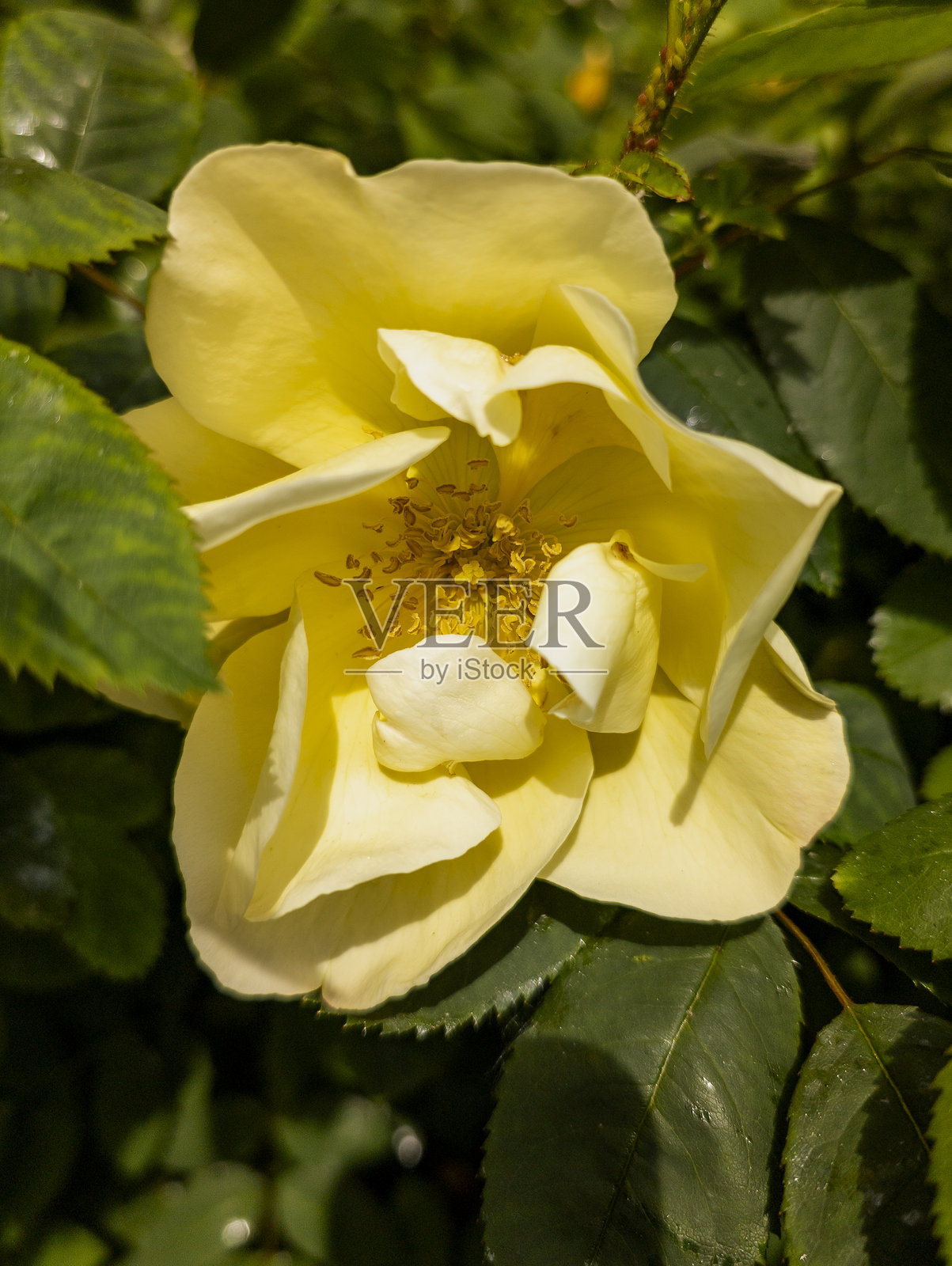 玫瑰 '金翼'，爱丁堡，苏格兰，英国照片摄影图片