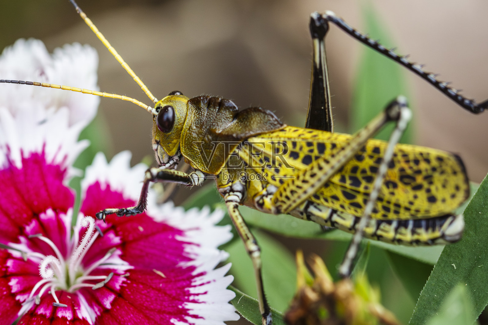 笨虫蝗照片摄影图片