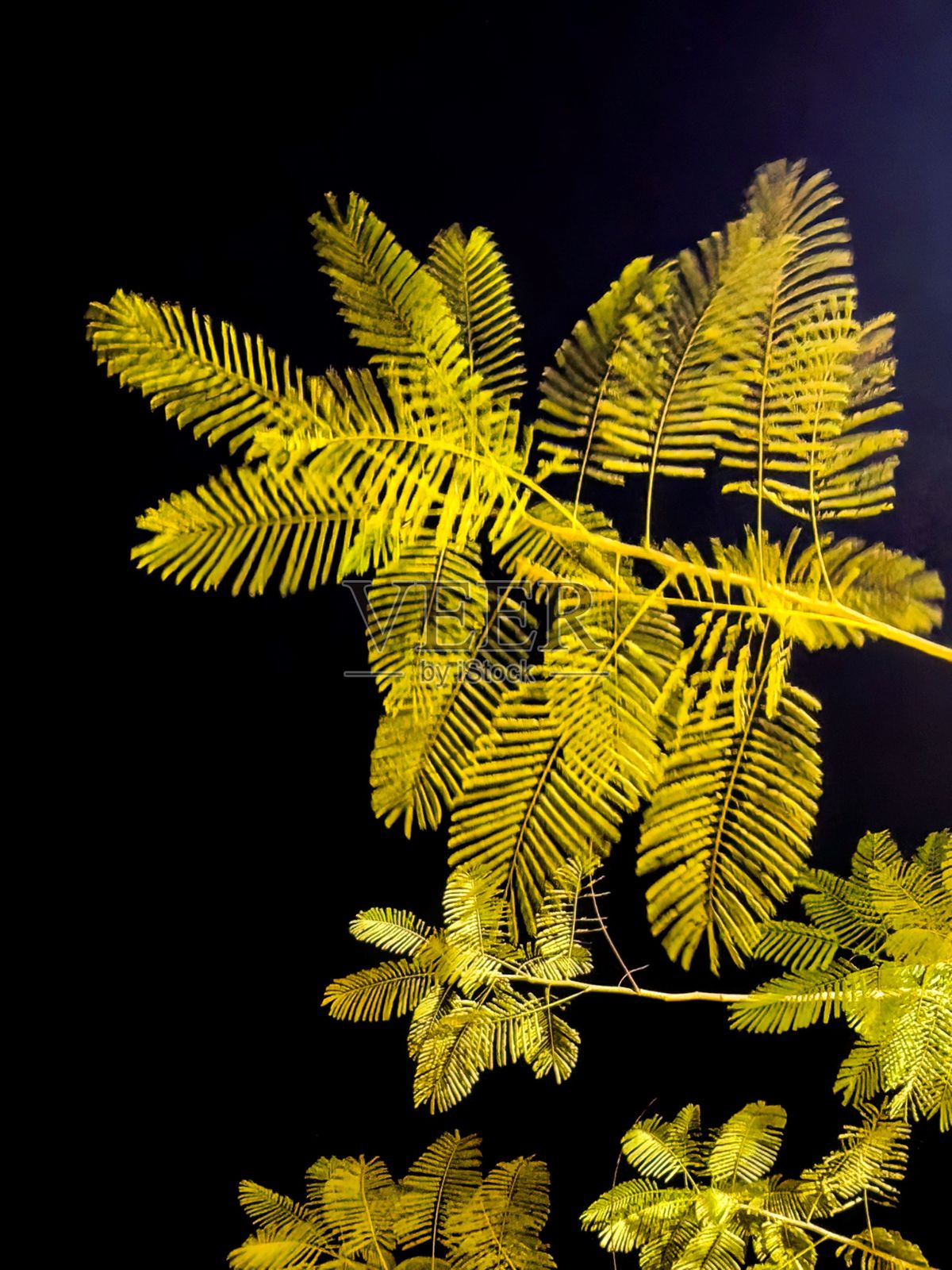 照亮的棕榈树叶照片摄影图片