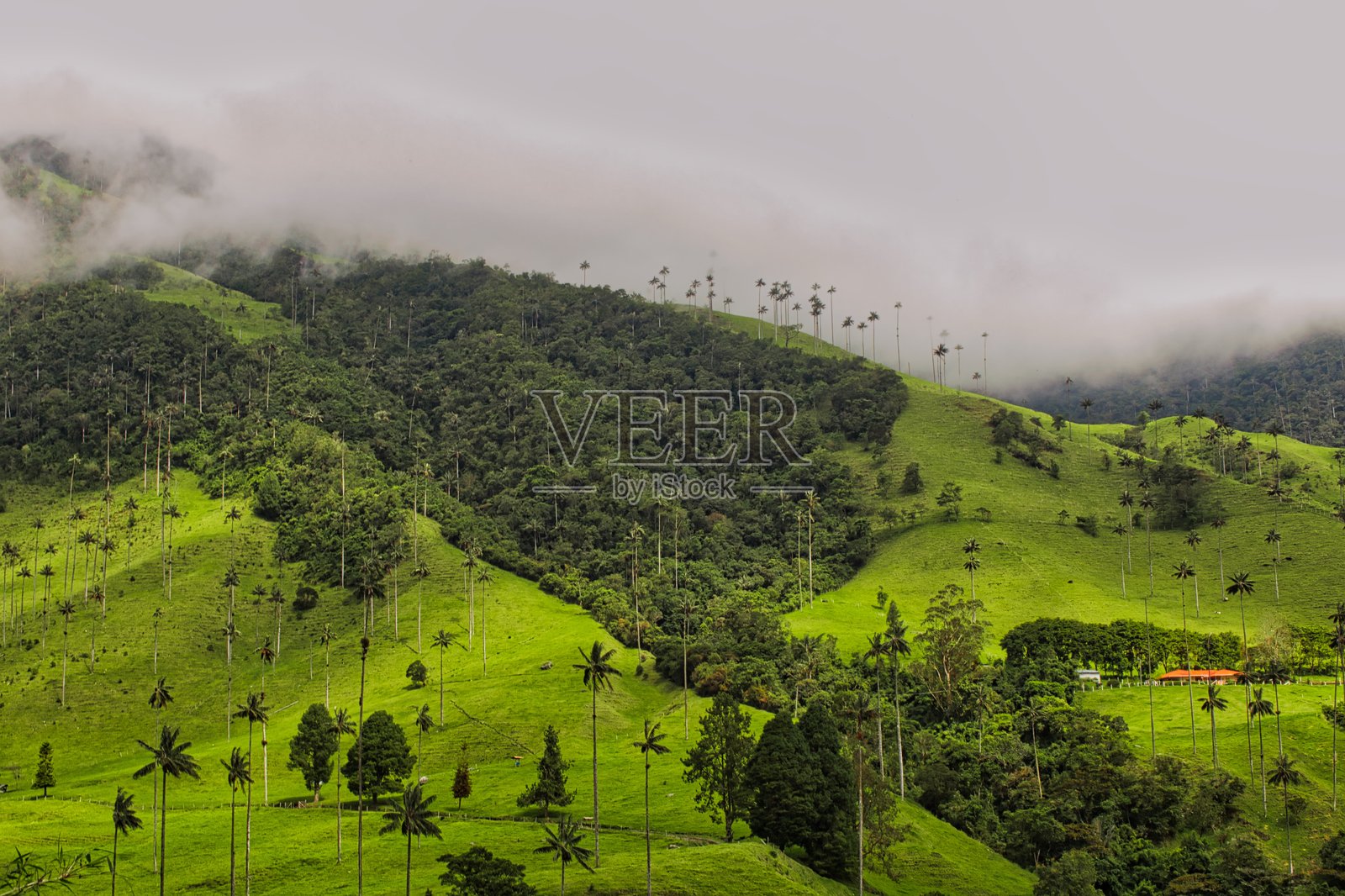 哥伦比亚安第斯山脉的科科拉山谷风景与蜡棕榈树照片摄影图片