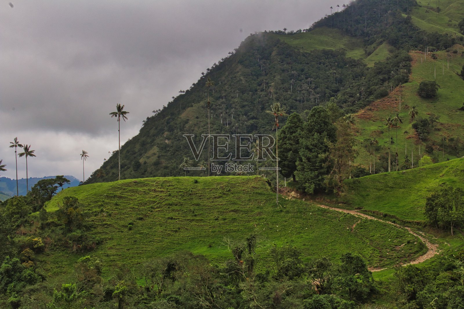 哥伦比亚安第斯山脉的科科拉山谷风景与蜡棕榈树照片摄影图片