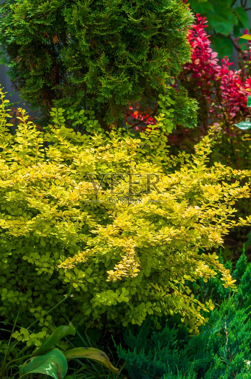 一丛鲜艳的黄色小檗灌木为花坛增添了色彩，周围环绕着其他植物和灌木。照片摄影图片