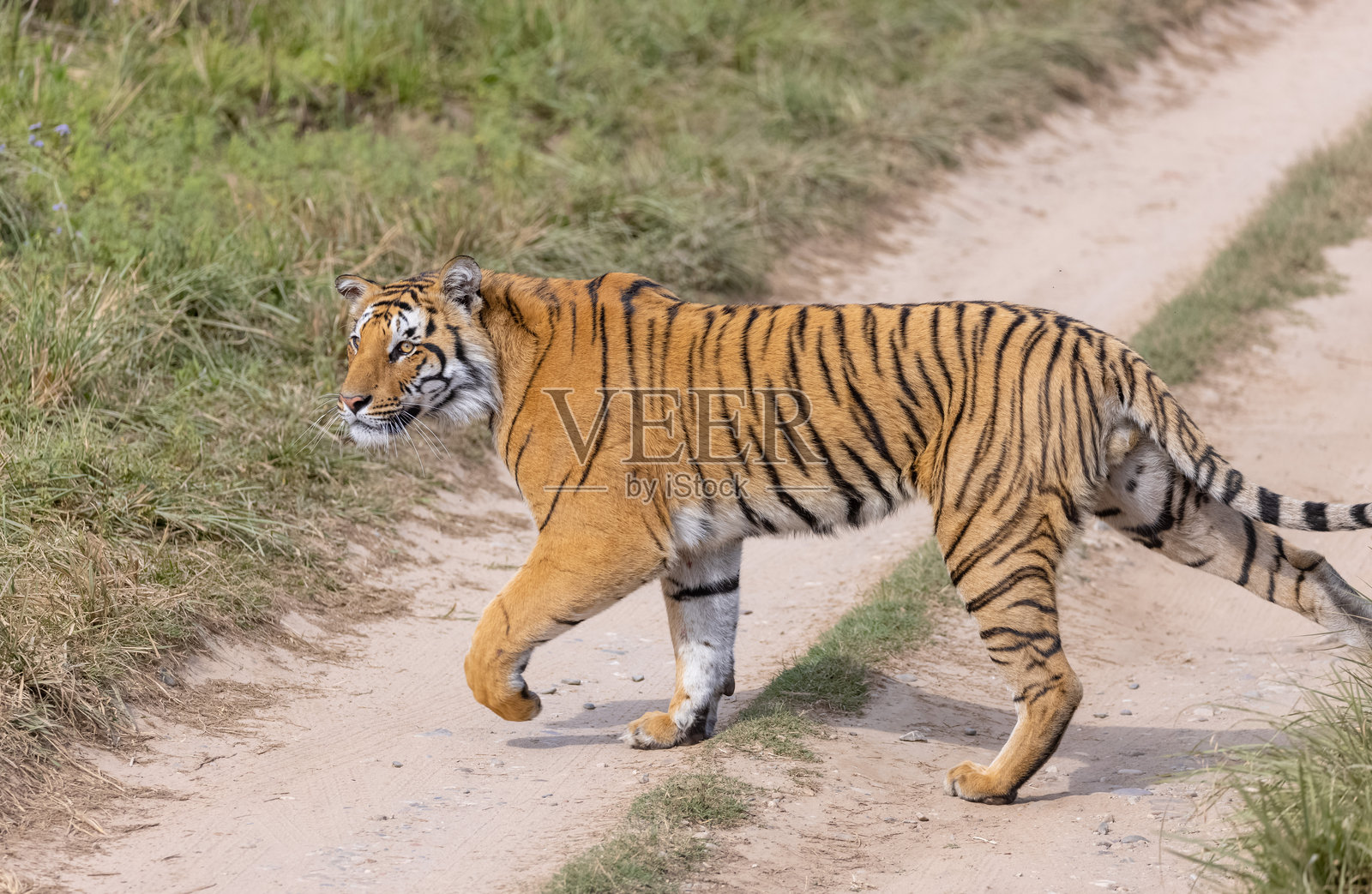 吉姆·科尔贝特国家公园的雄性老虎照片摄影图片