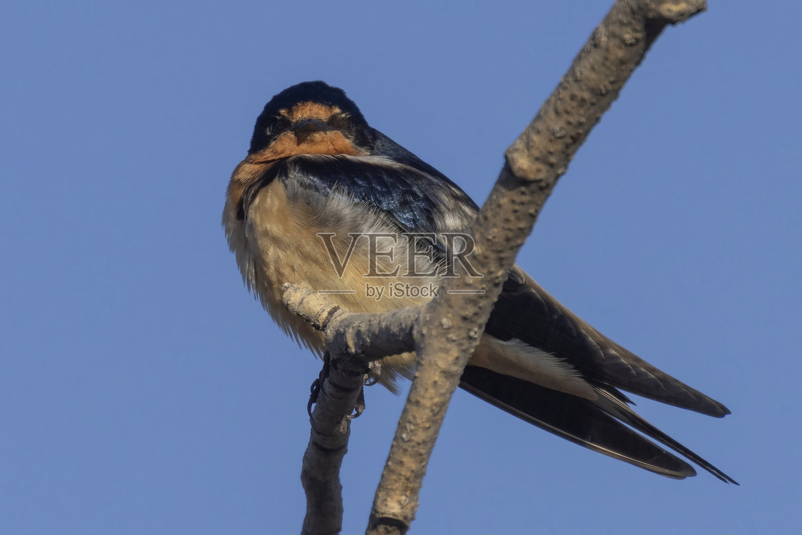 大提顿国家公园的一只燕子栖息在树上照片摄影图片