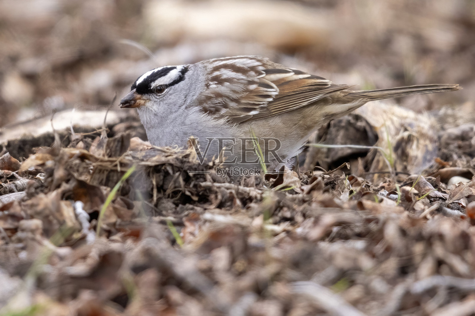 大提顿国家公园的白顶雀照片摄影图片