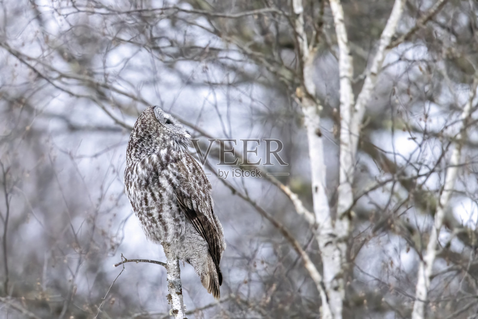 萨克斯-齐姆沼泽中的大灰猫头鹰照片摄影图片