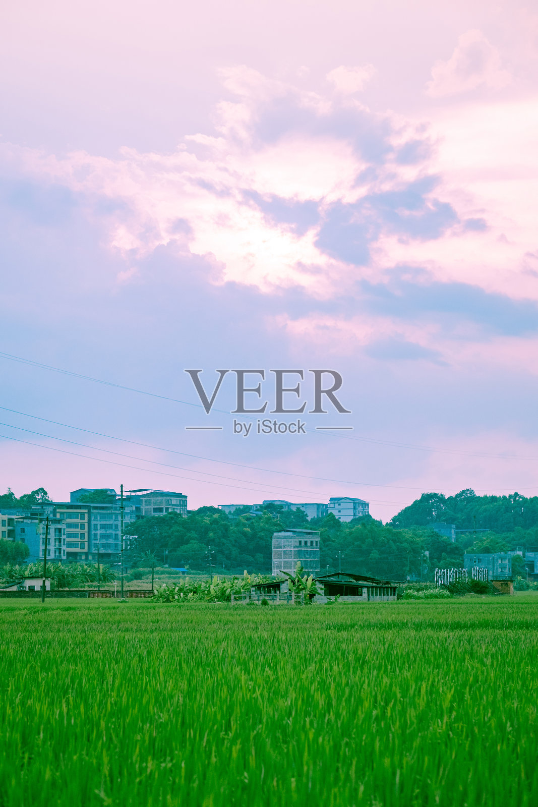 春天的稻田照片摄影图片