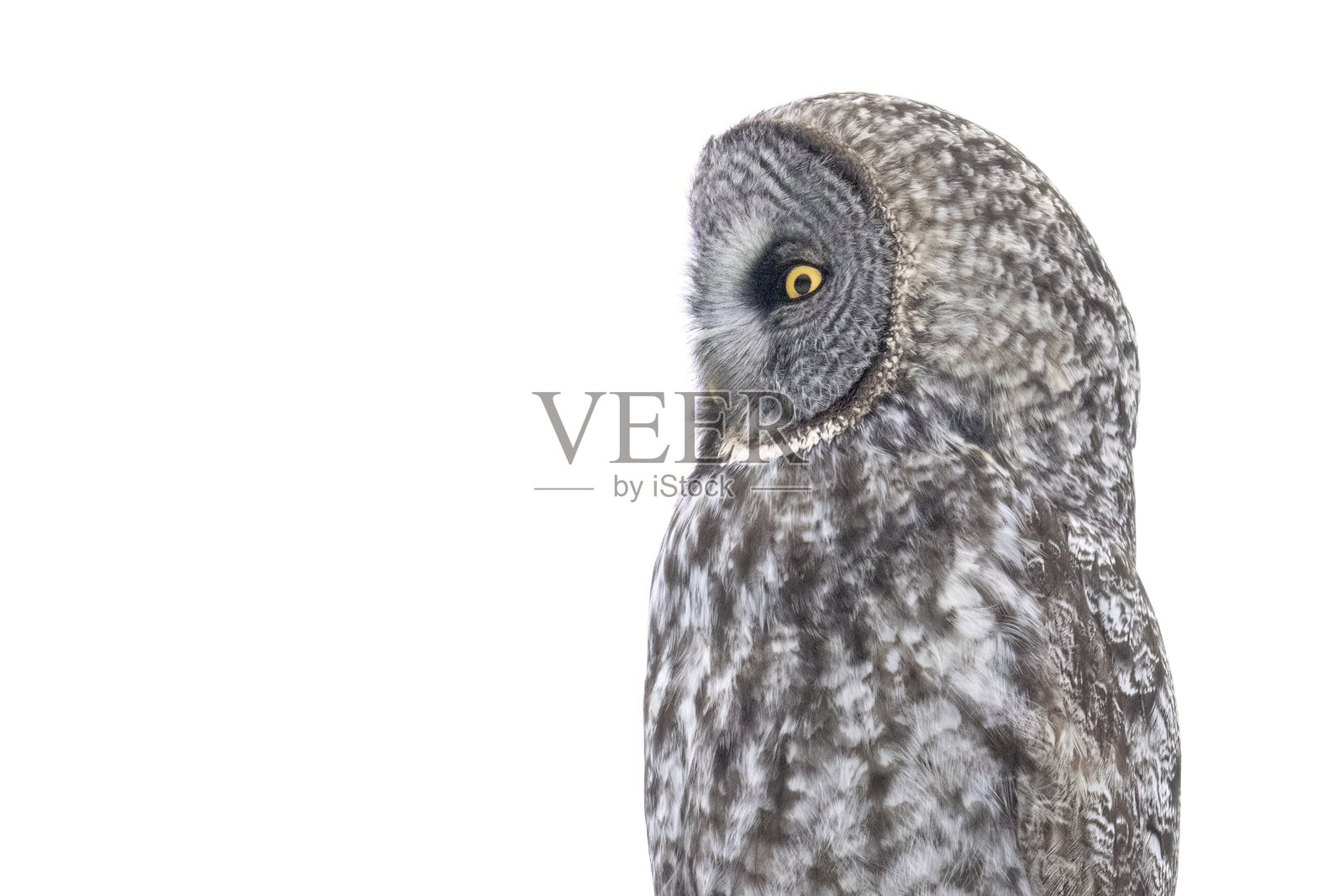 萨克斯-齐姆沼泽中的大灰猫头鹰照片摄影图片