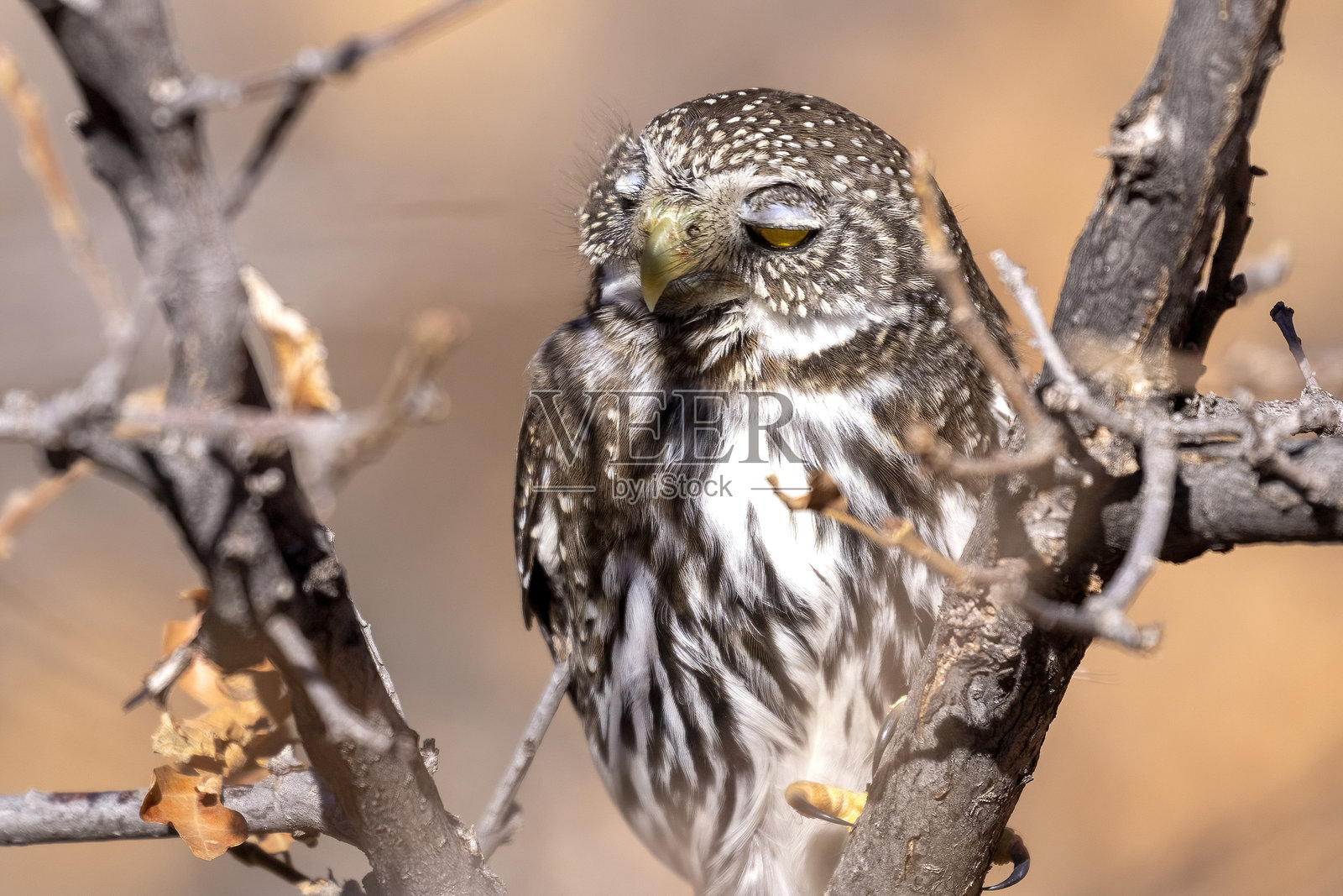 科罗拉多州的北方侏儒猫头鹰。照片摄影图片