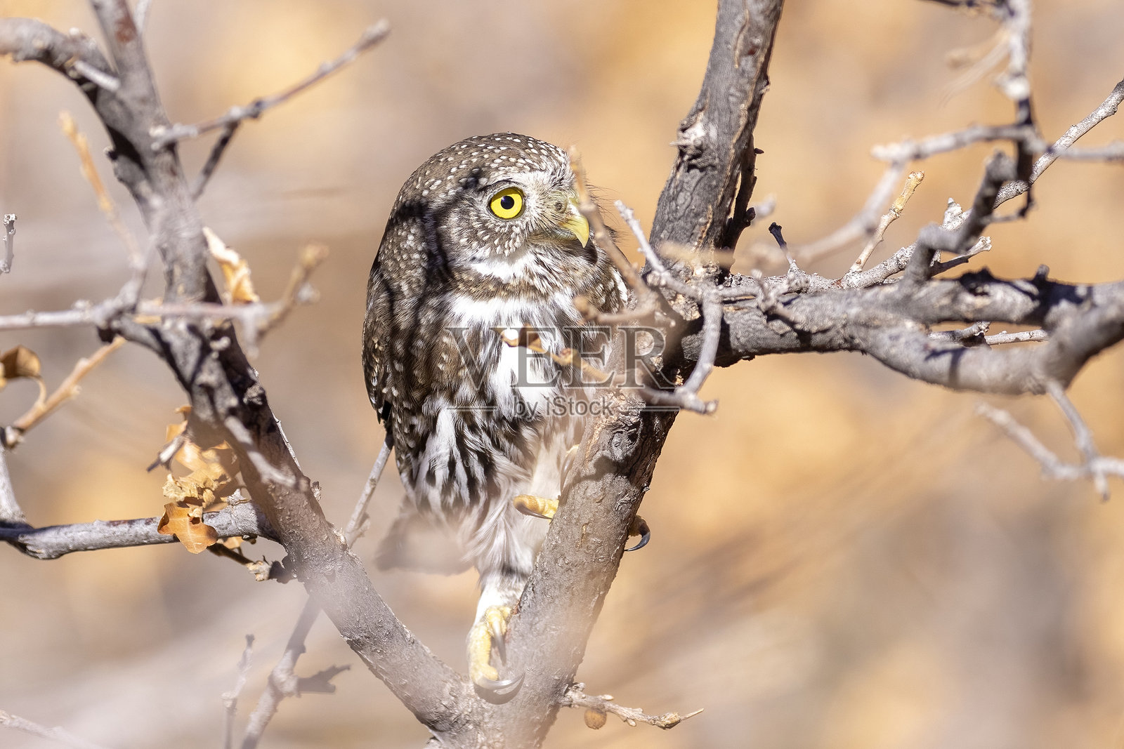 科罗拉多州的北方侏儒猫头鹰。照片摄影图片