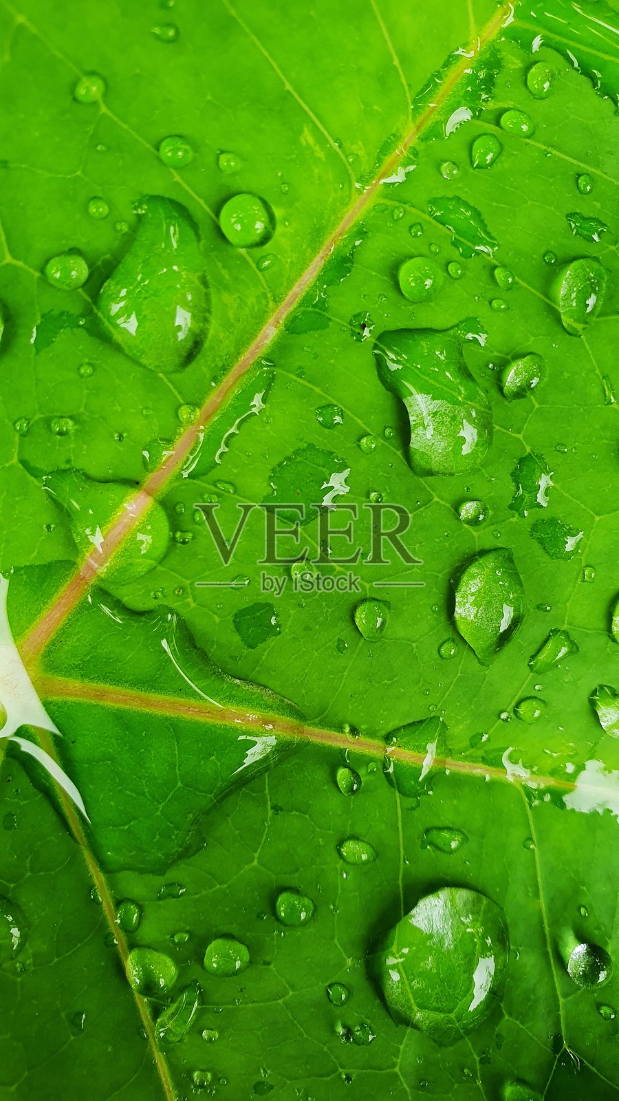 新鲜绿叶上的水滴特写照片摄影图片