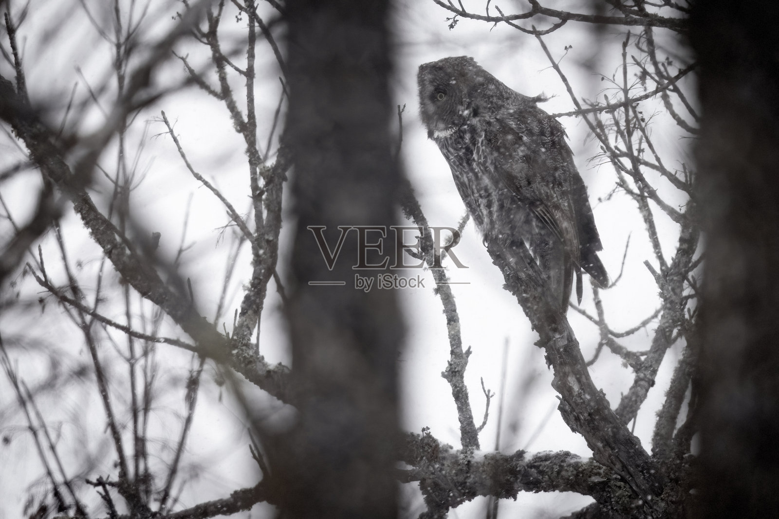 萨克斯-齐姆沼泽中的大灰猫头鹰照片摄影图片