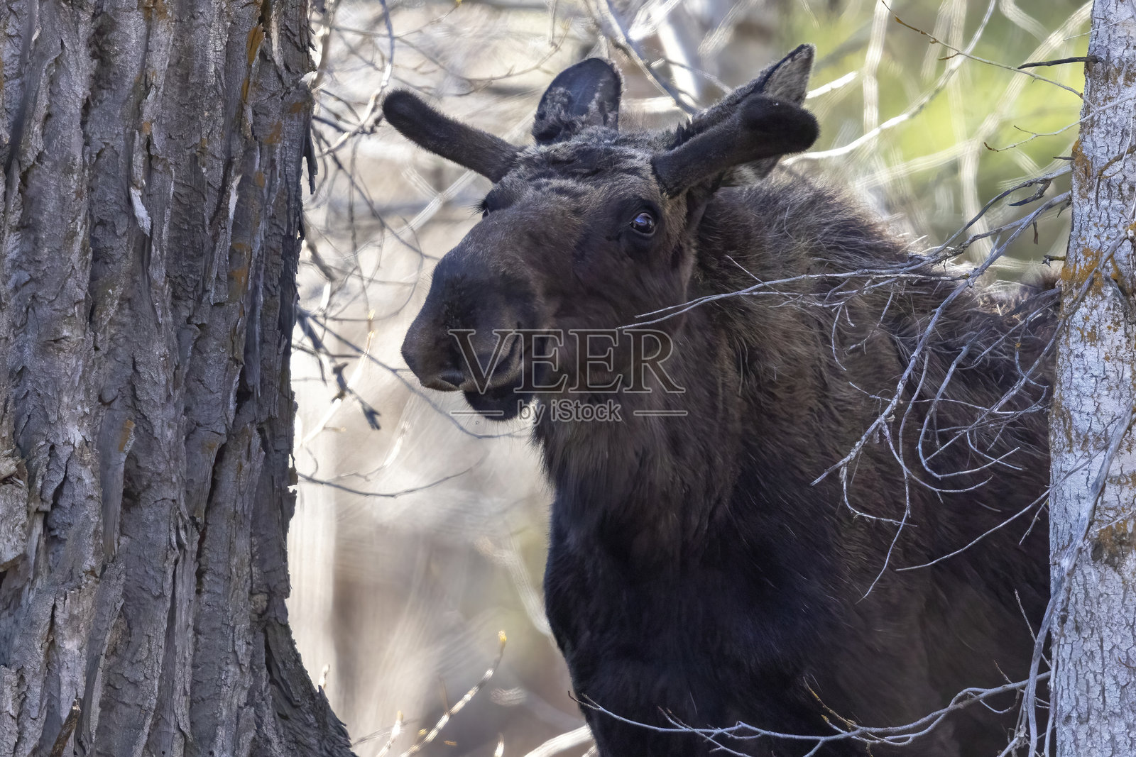 大提顿国家公园的驼鹿照片摄影图片