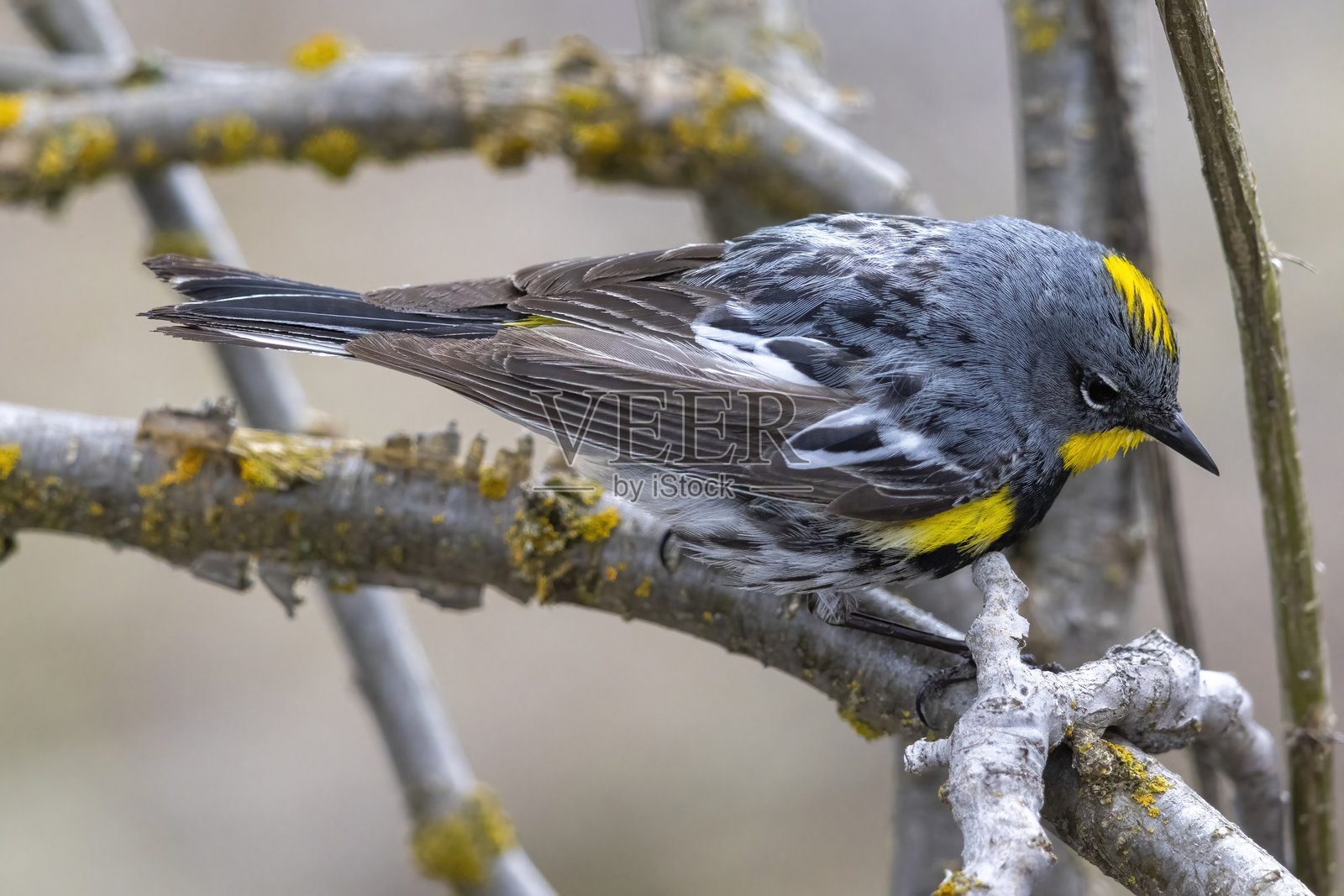 大提顿国家公园的黄臀鹀照片摄影图片
