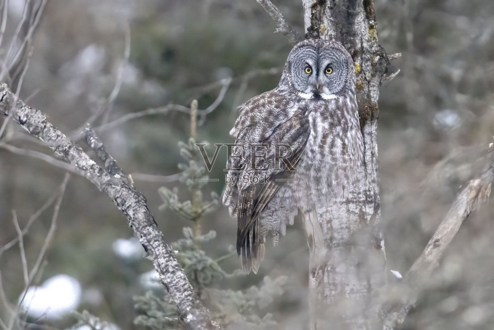 萨克斯-齐姆沼泽中的大灰猫头鹰照片摄影图片