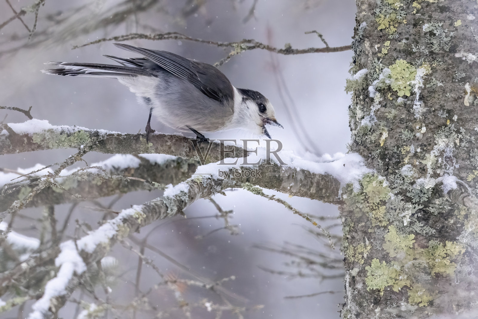 加拿大灰松鸦栖息在萨克斯-齐姆沼泽的树上照片摄影图片