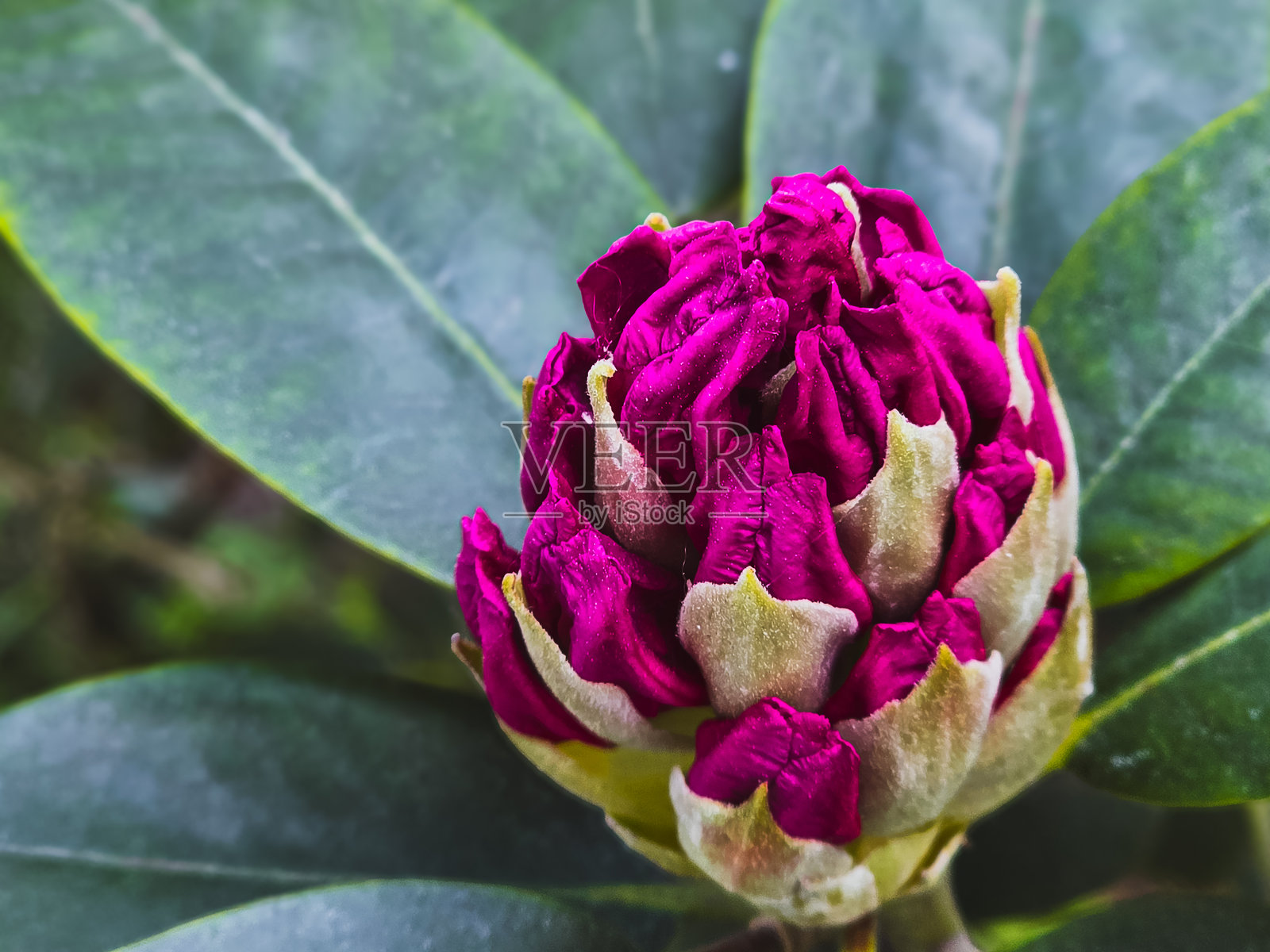 早春状态的杜鹃花蕾，背景为柔和的绿色照片摄影图片