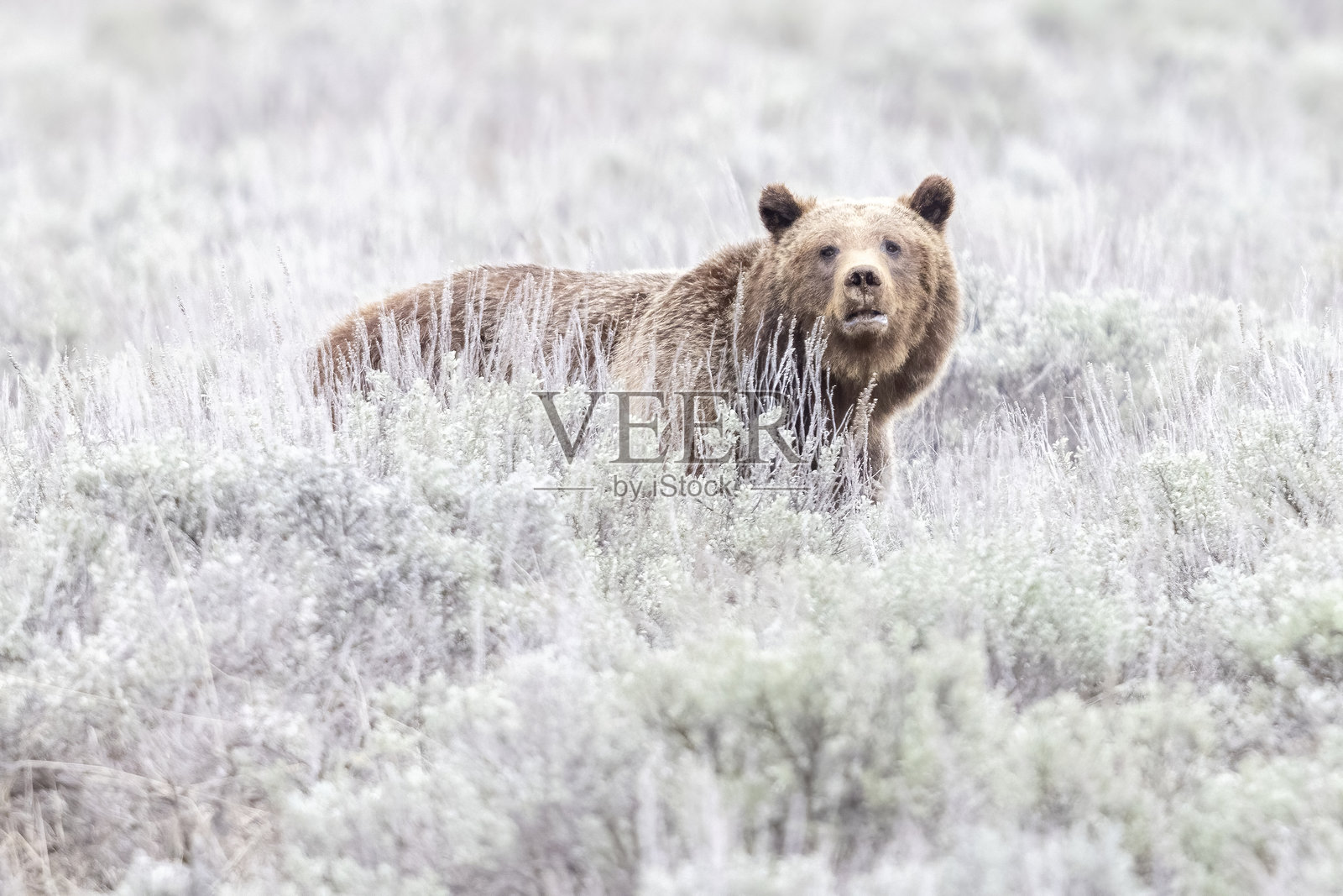 大提顿国家公园的灰熊399照片摄影图片