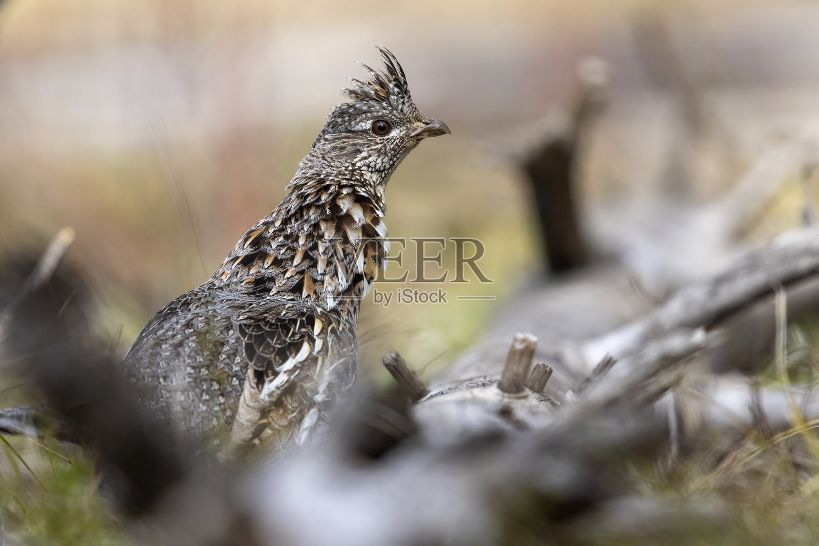 大提顿国家公园的羽冠松鸡照片摄影图片