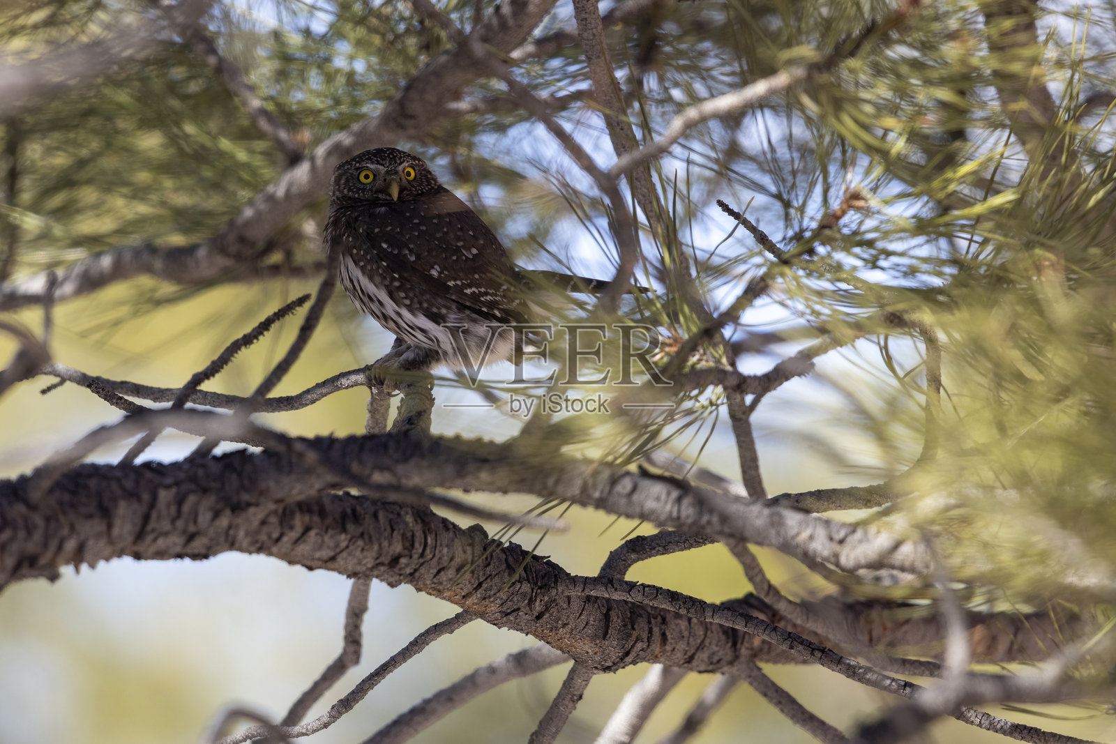 科罗拉多州的北方侏儒猫头鹰。照片摄影图片
