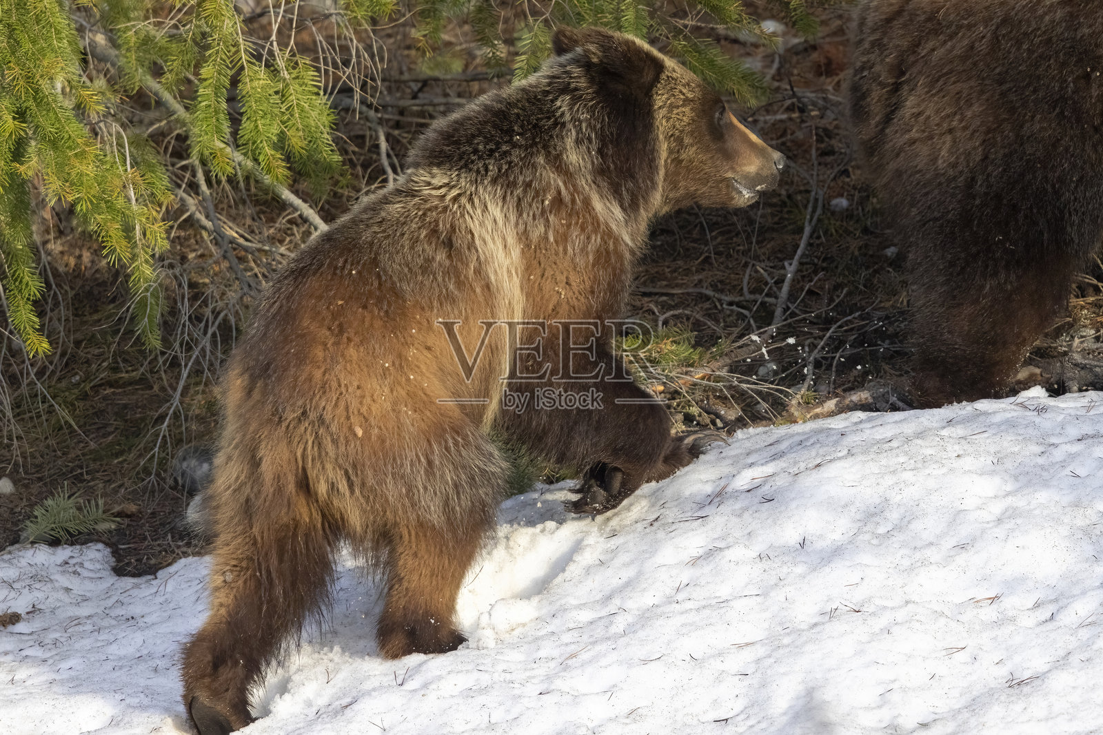 大提顿国家公园著名的灰熊399与灰熊幼崽照片摄影图片