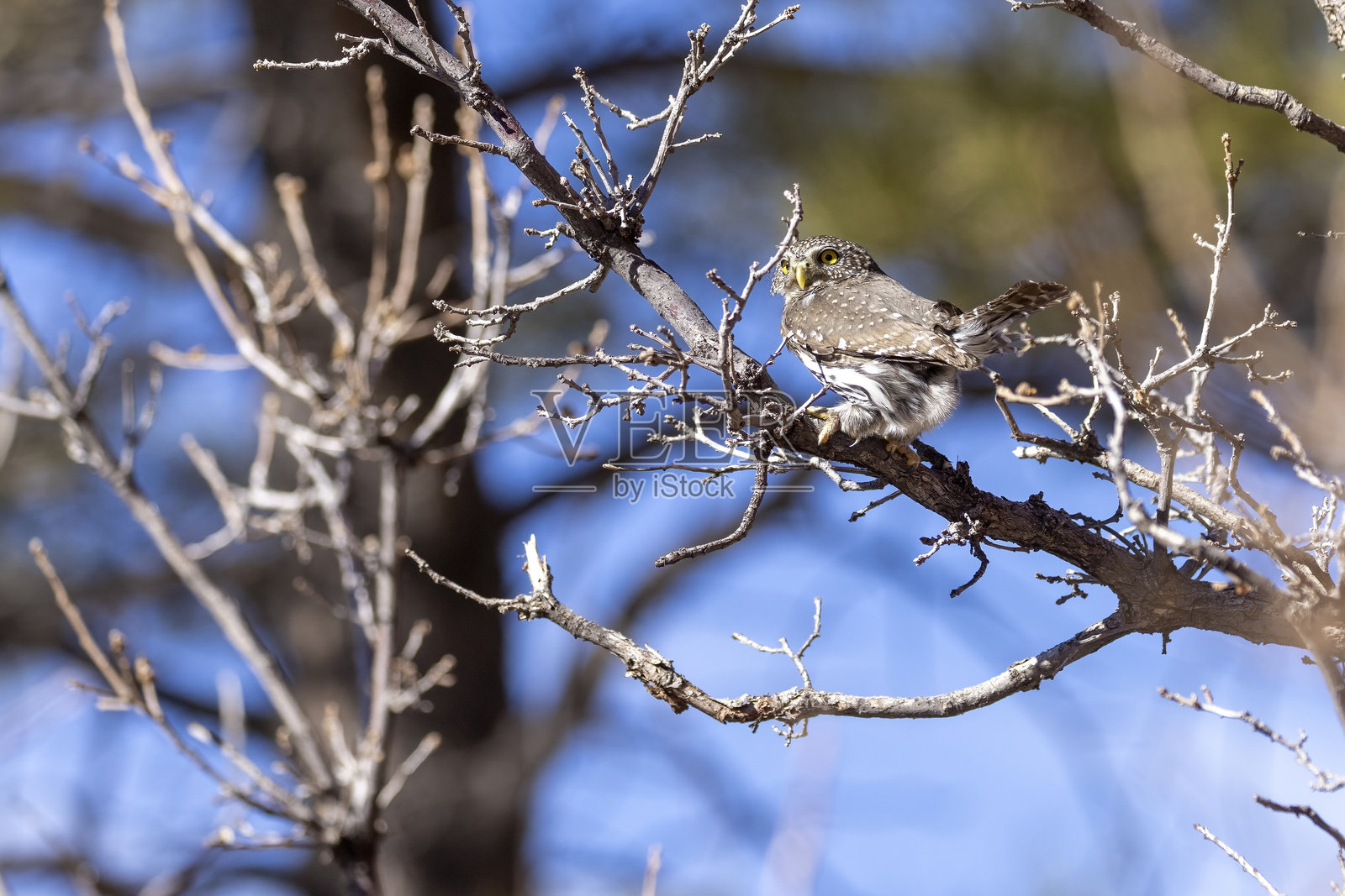 科罗拉多州的北方侏儒猫头鹰。照片摄影图片