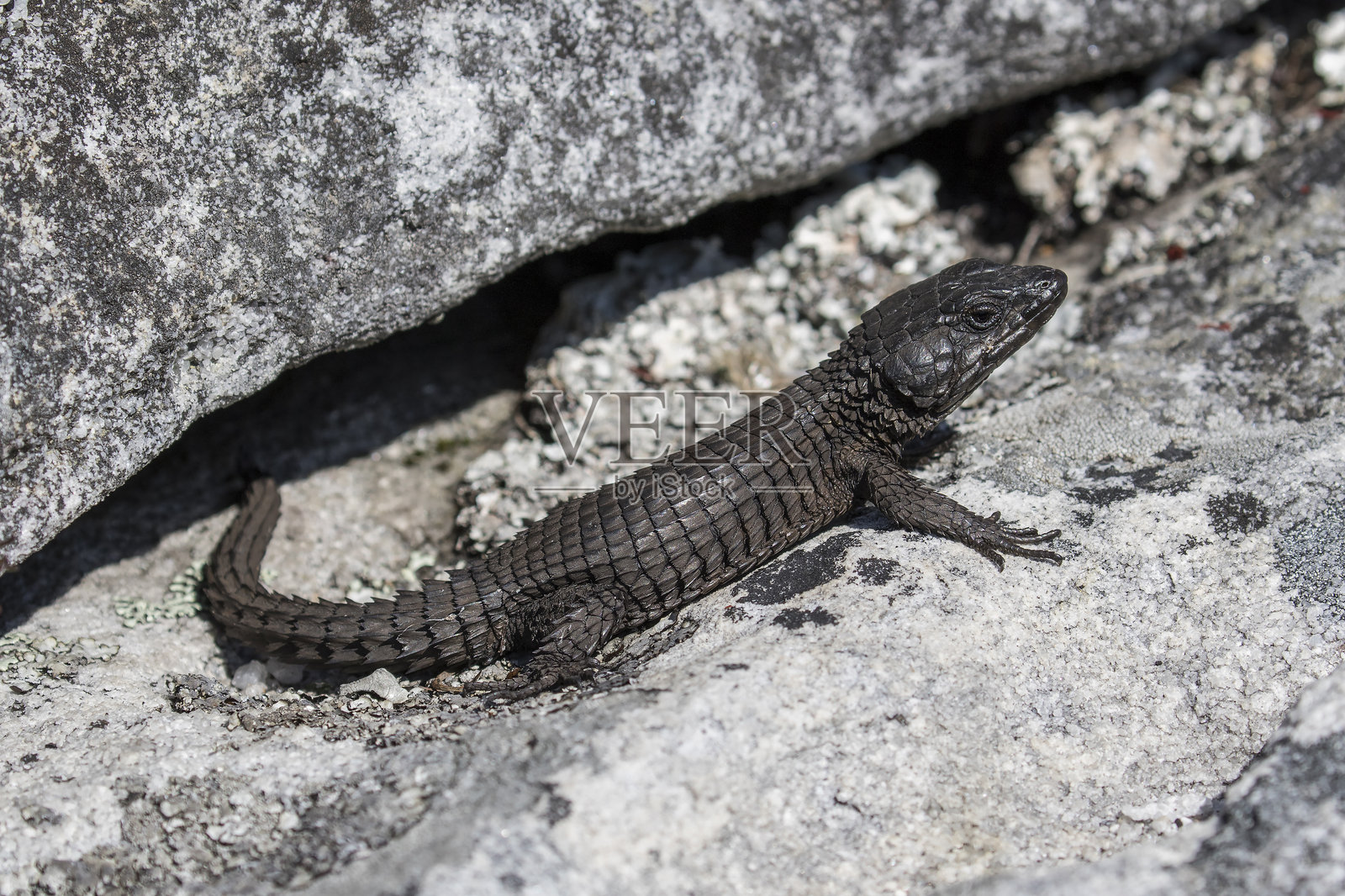 黑带蜥蜴照片摄影图片