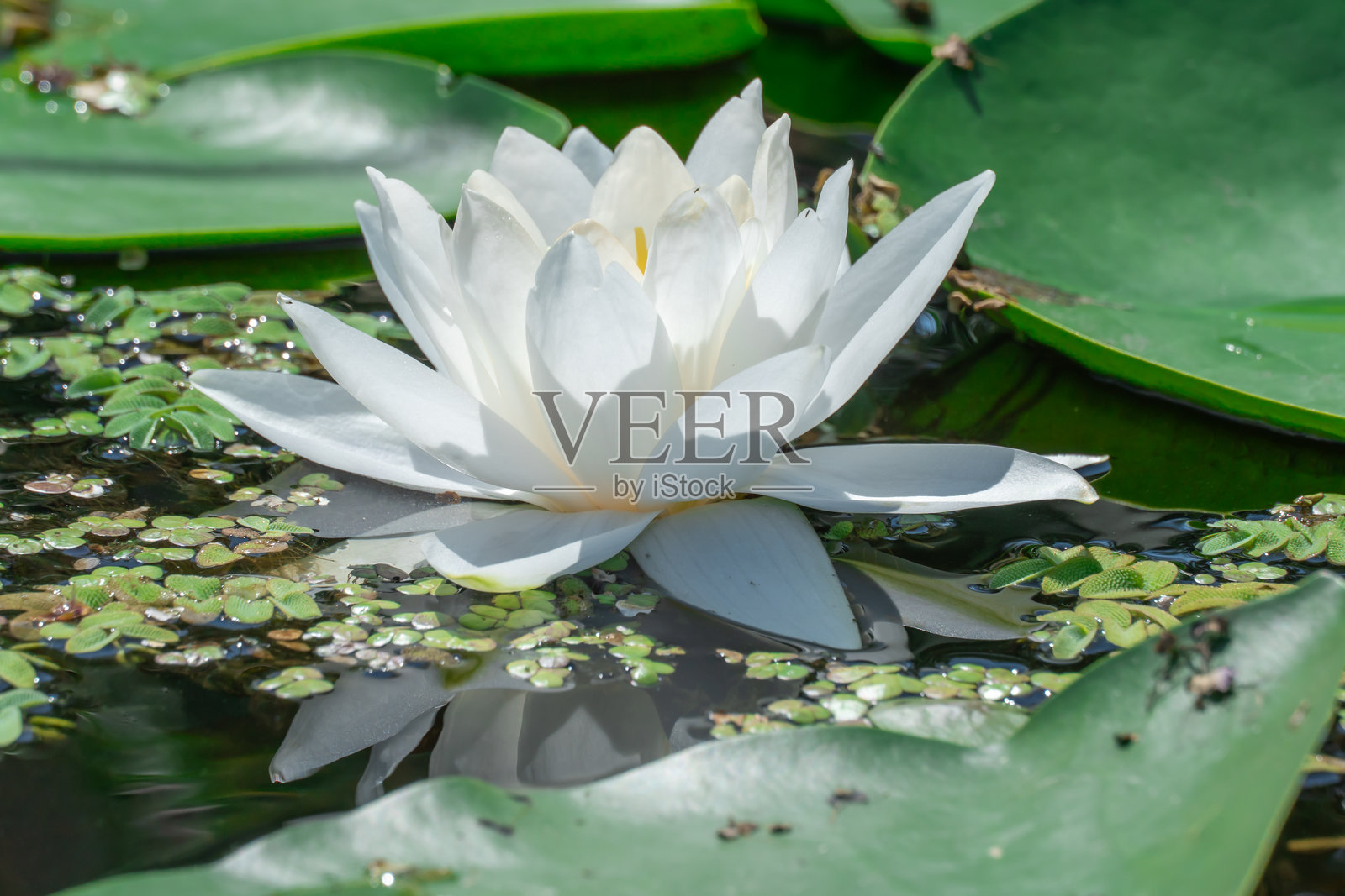 白色睡莲在河中生长和绽放的特写。Nymphaea alba。照片摄影图片