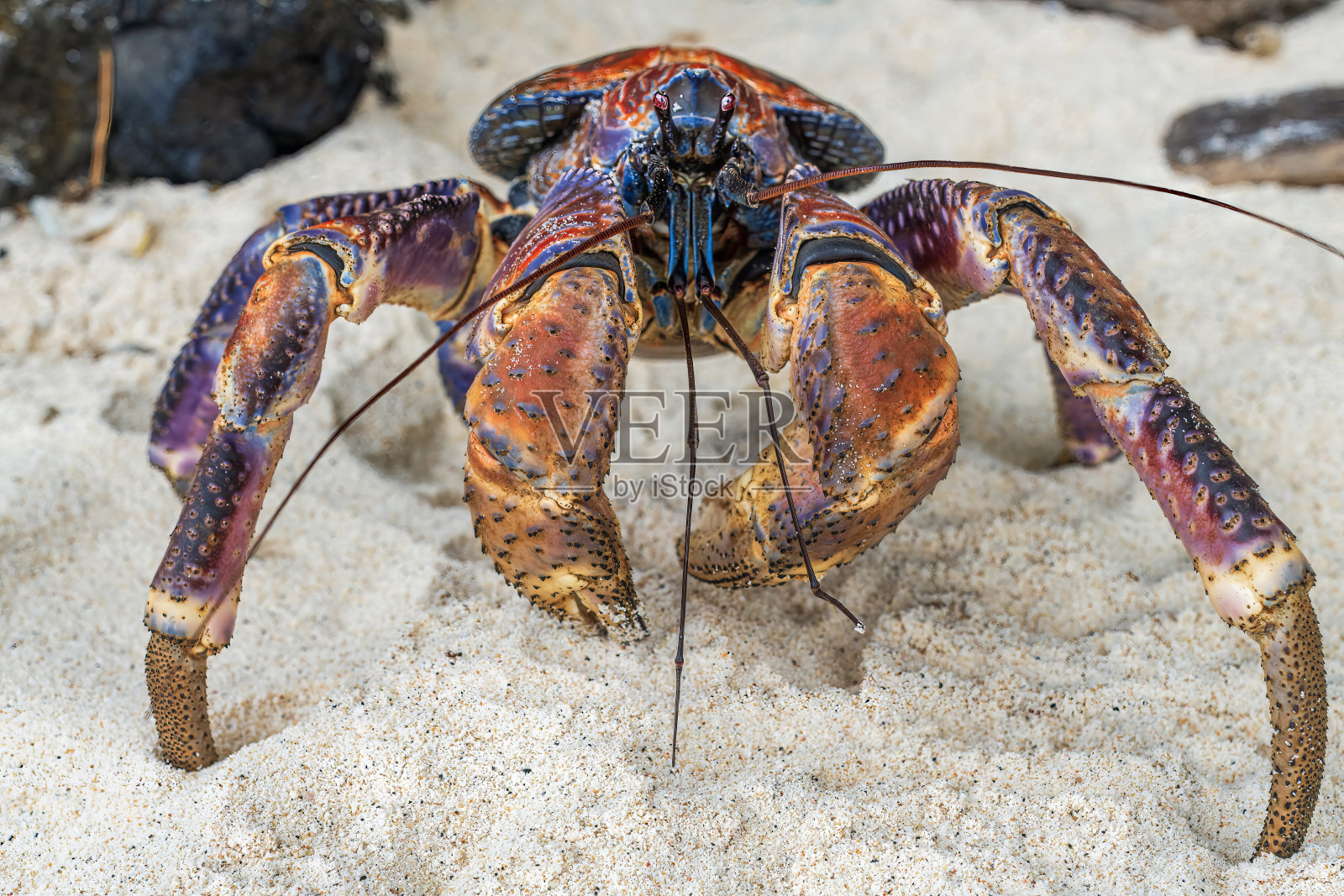 巨型圣诞岛椰子蟹照片摄影图片