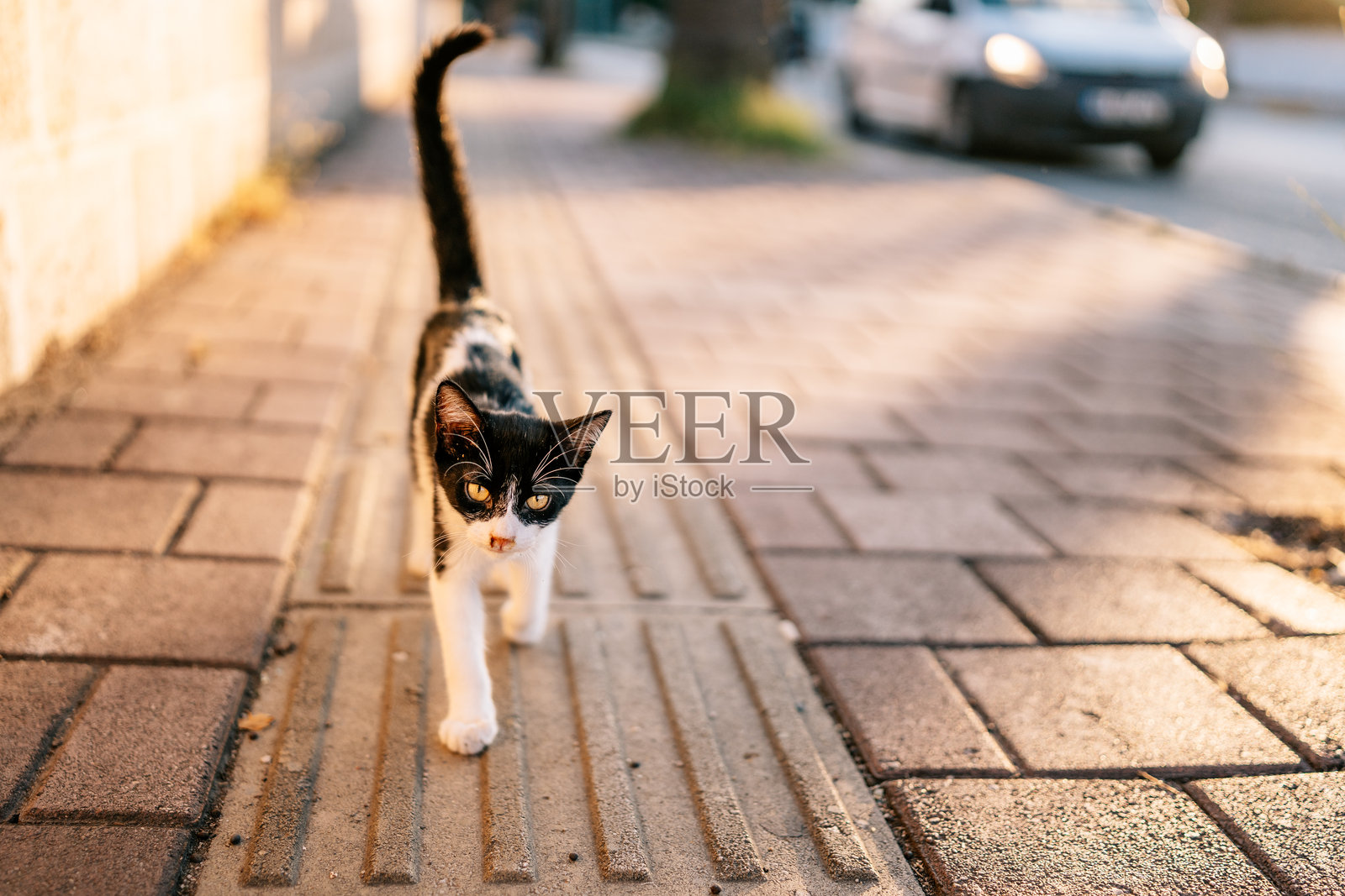 在土耳其安塔利亚的城市人行道上行走的小流浪猫照片摄影图片