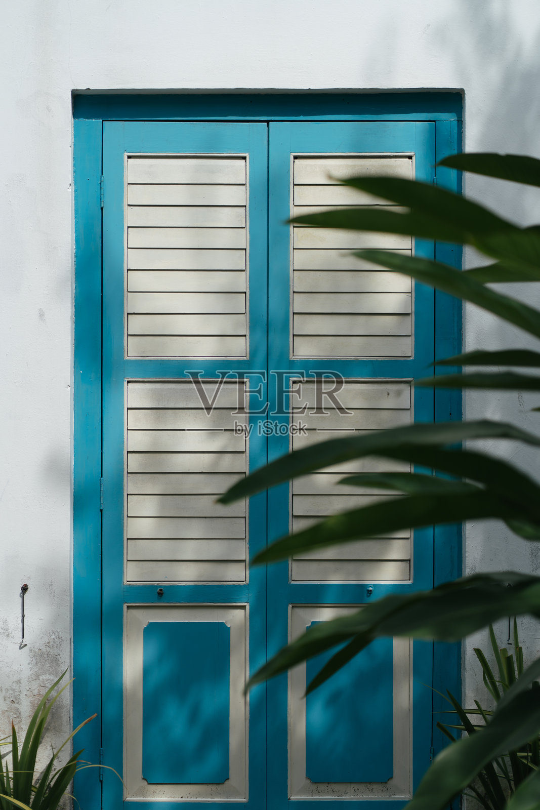 复古木门，蓝色框架和白色百叶窗面板，部分被热带叶子遮挡。照片摄影图片