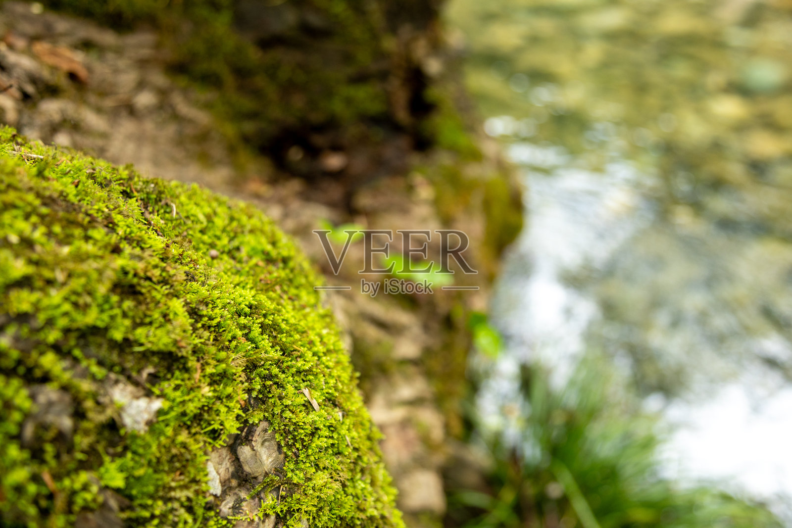 树根苔藓特写与溪流照片摄影图片