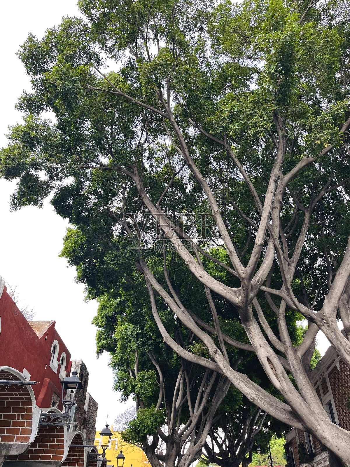 郁郁葱葱的城市景观，树木与经典建筑在明亮的阳光下交相辉映照片摄影图片