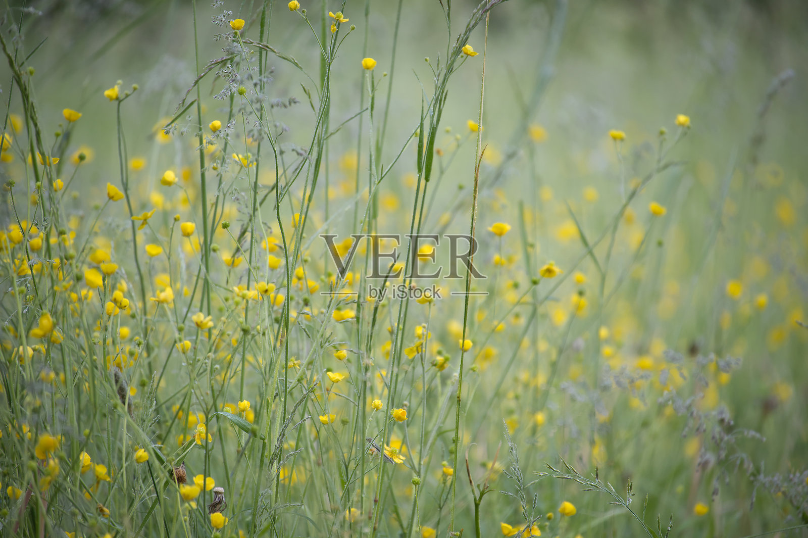 阳光明媚的春天，草地上黄色野花的特写镜头照片摄影图片