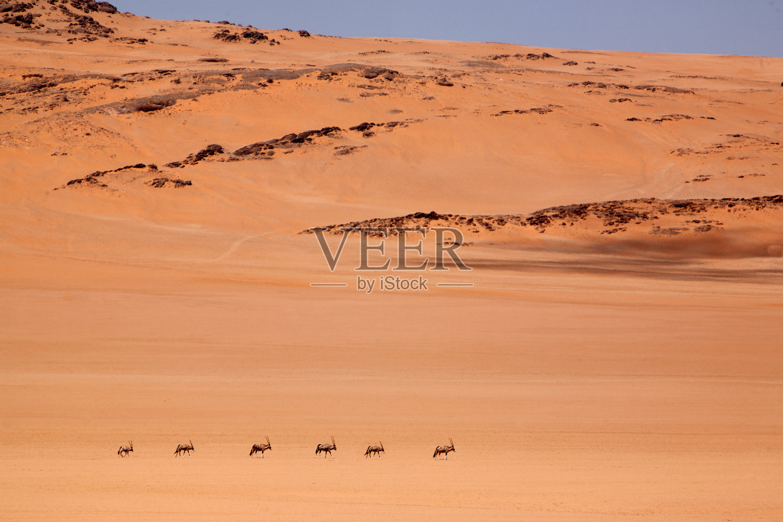 红色沙漠，远处的角马照片摄影图片