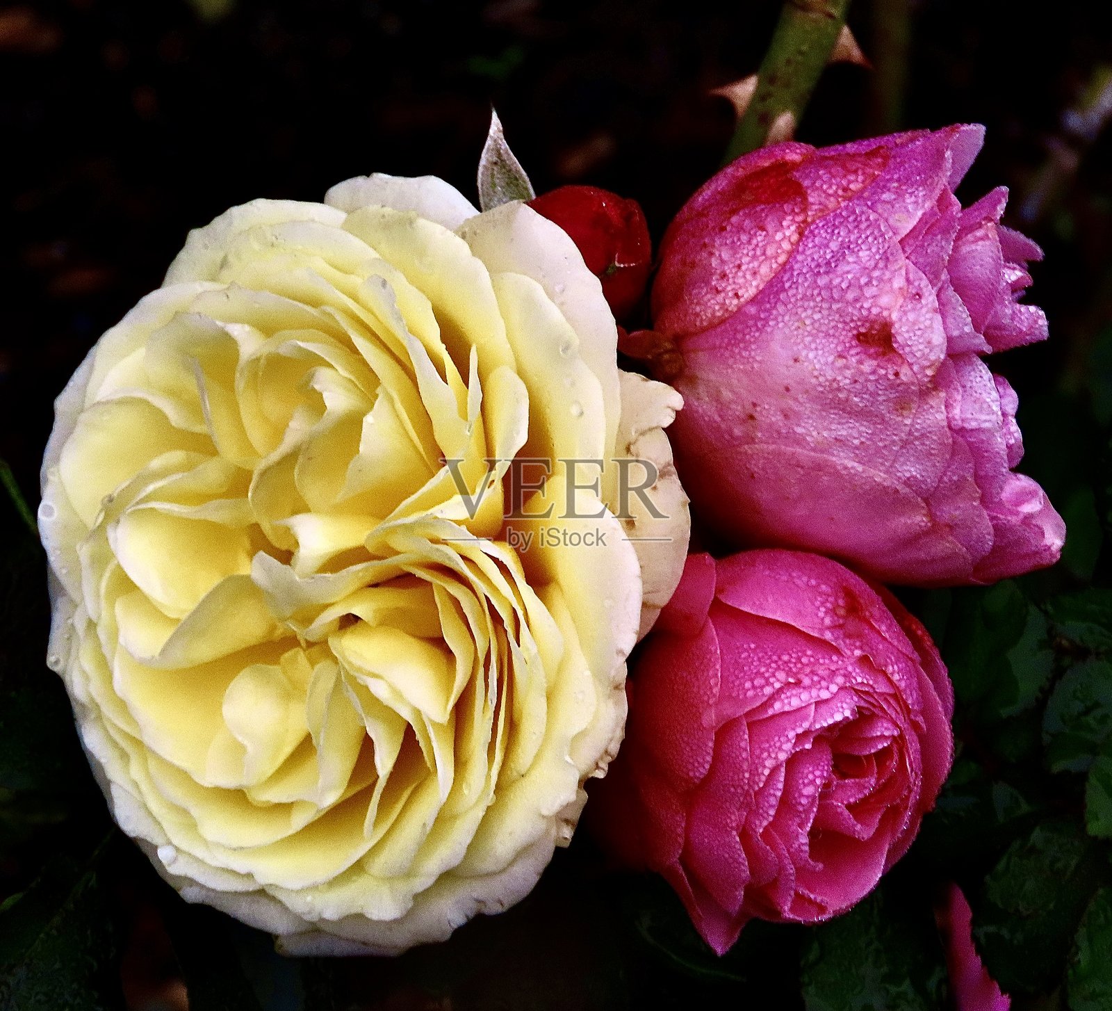 奥克兰玫瑰园中，一朵金色庆典玫瑰与两朵盛开的和平玫瑰特写。照片摄影图片