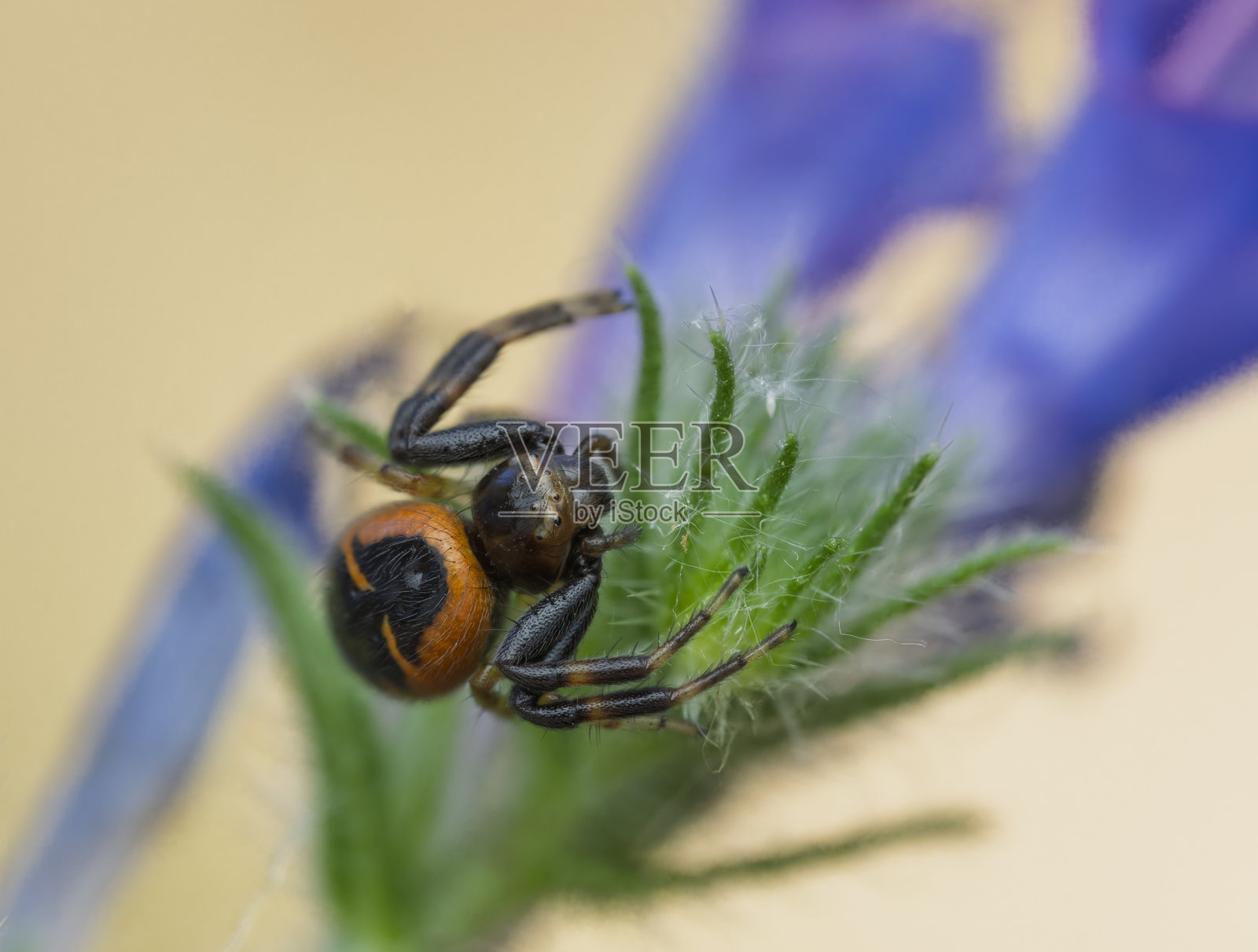 拿破仑蜘蛛特写，球形蜘蛛（Synema globosum）照片摄影图片