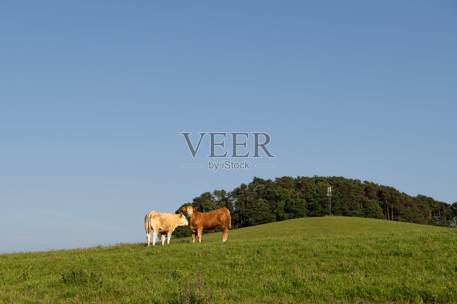 两头年轻的肉牛站在田野里照片摄影图片