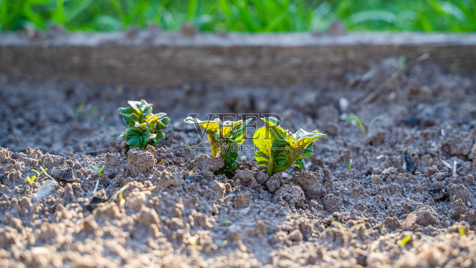 年轻的发芽土豆叶在菜园床上的特写照片摄影图片