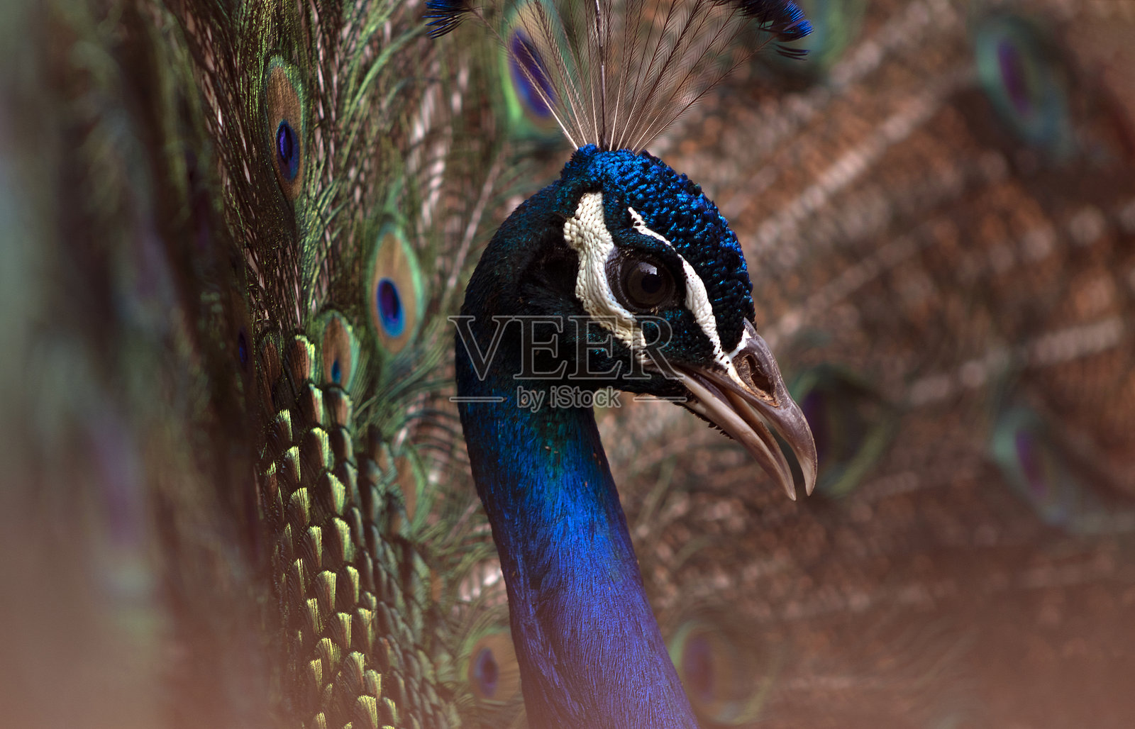 孔雀尾巴完全展开的真实特写照片照片摄影图片