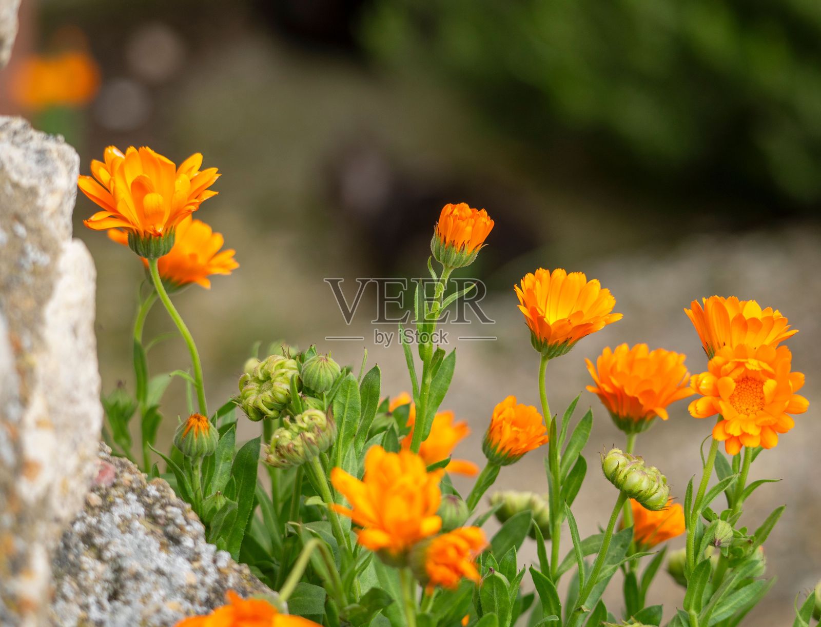 日落时分，橙色花田的细节特写，光线柔和而微弱。照片摄影图片