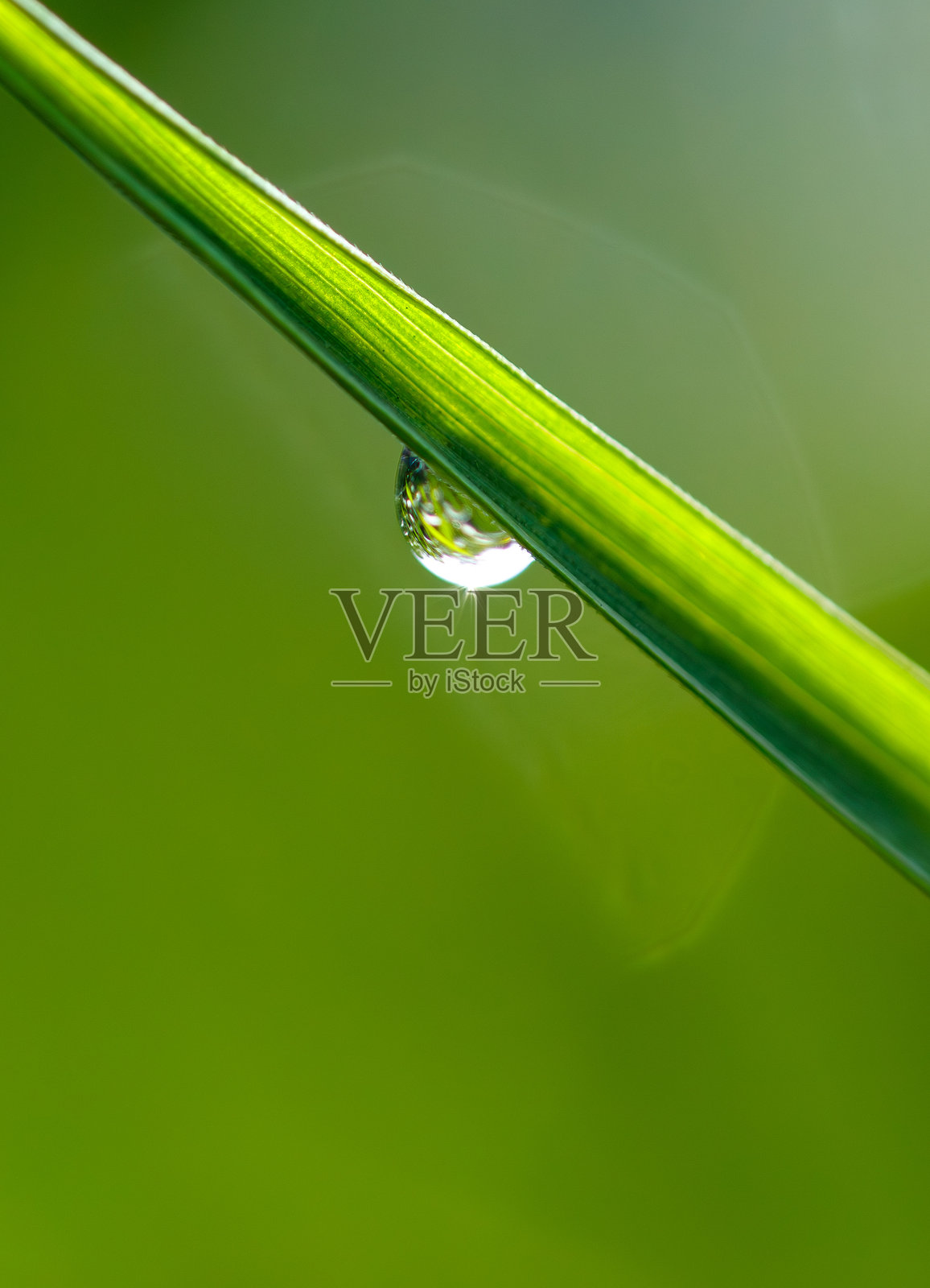 自然界中植物茎上的蚜虫照片摄影图片