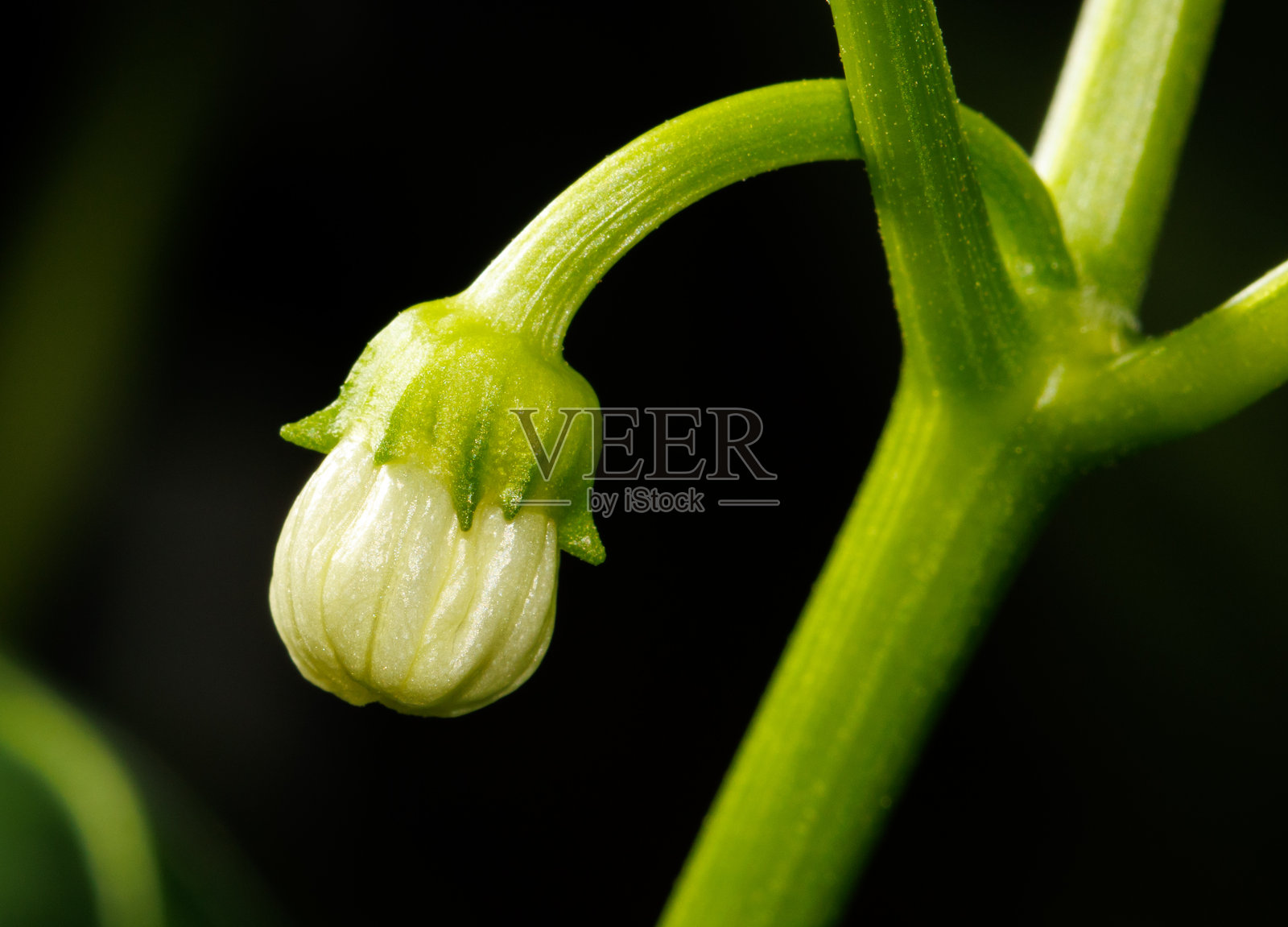 一朵小白花在绿色的茎上。照片摄影图片