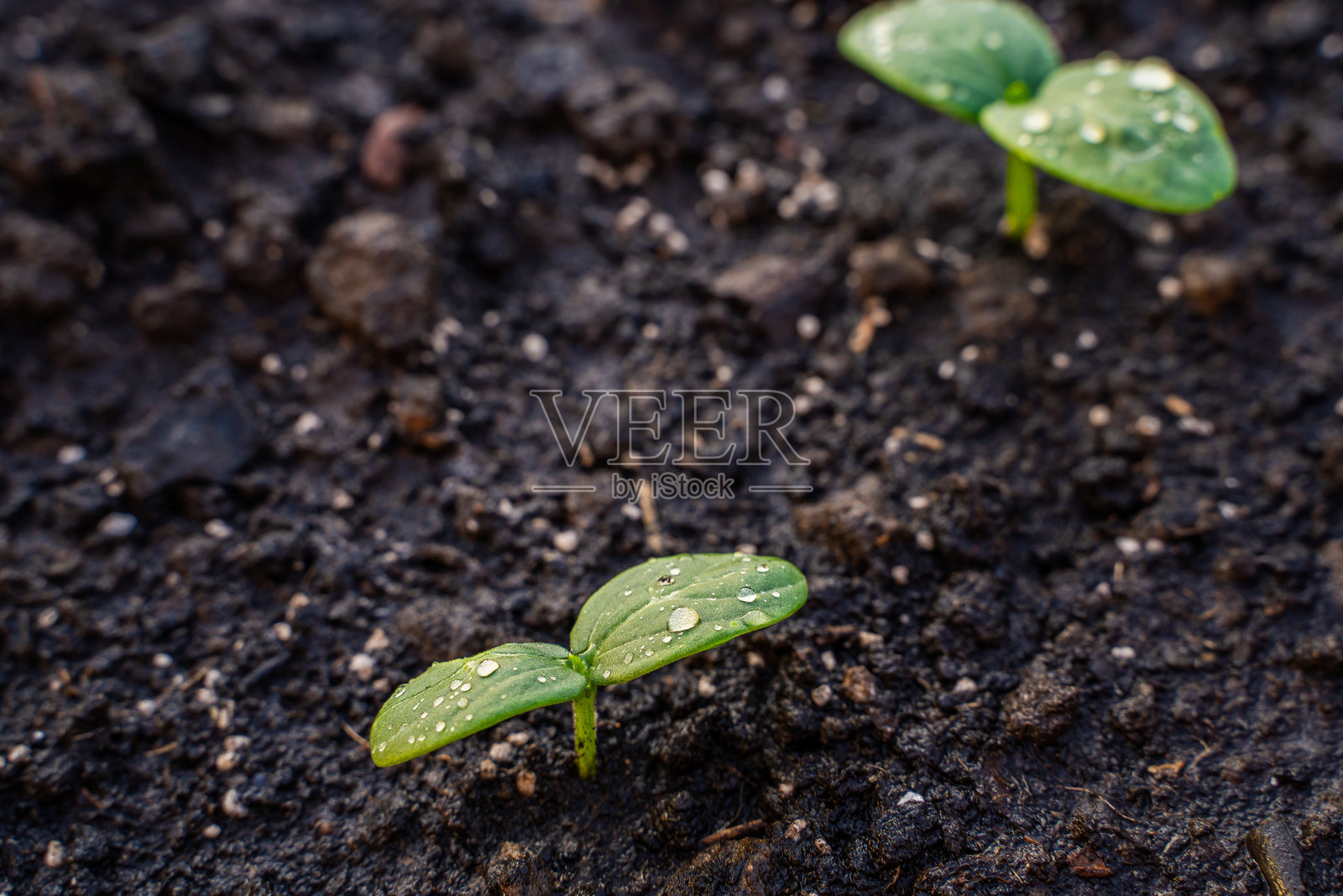 黄瓜芽带有第一片叶子，水滴特写照片摄影图片