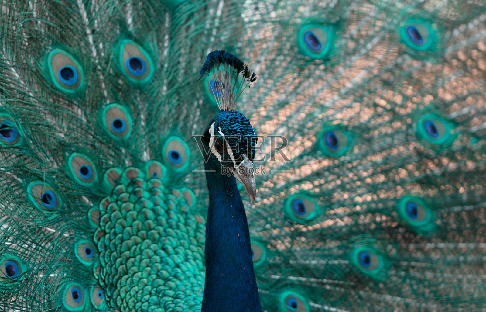 孔雀尾巴完全展开的真实特写照片照片摄影图片