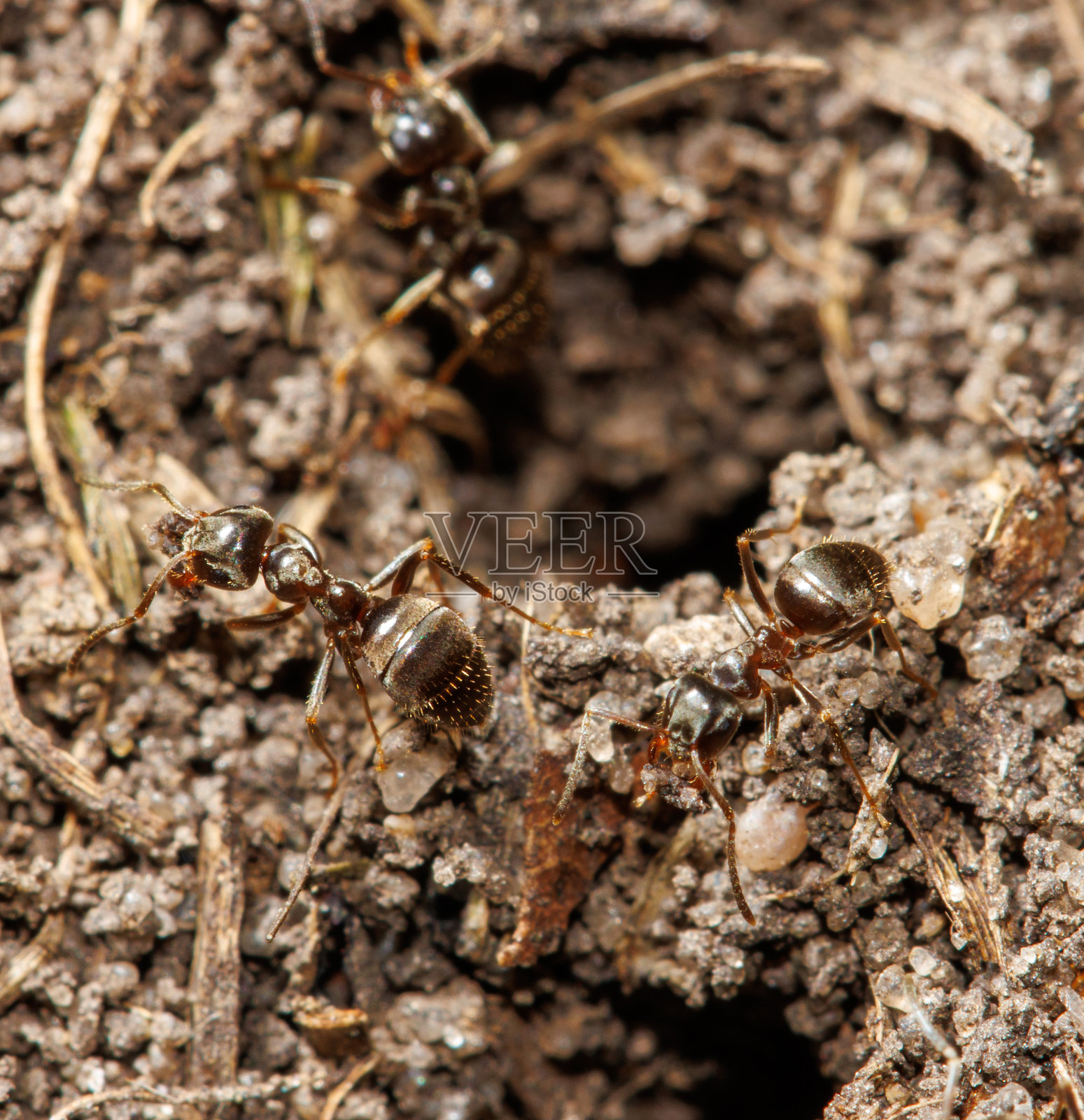 三个蚂蚁在地上的一个洞里照片摄影图片