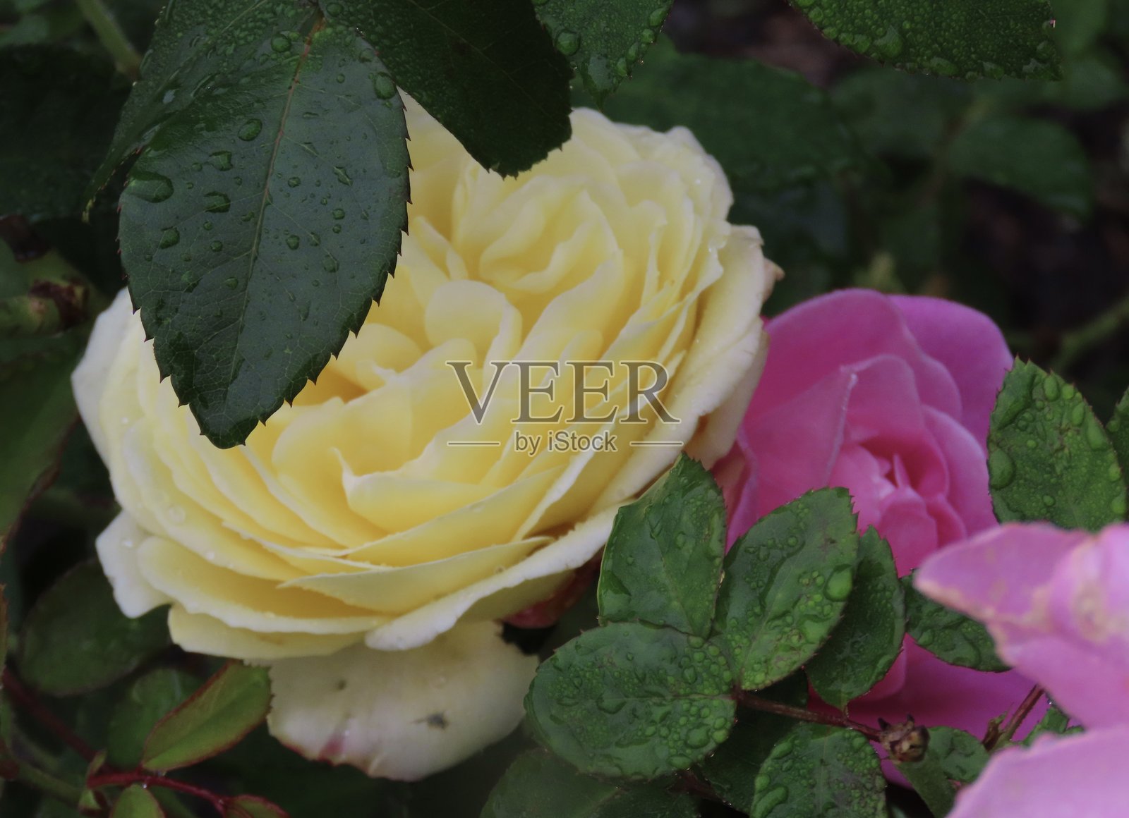 一朵黄色的金色庆典玫瑰特写，旁边有两片叶子，旁边是两朵带露水的粉色玛丽玫瑰，叶子覆盖了大部分花朵，背景是奥克兰的玫瑰花园。照片摄影图片