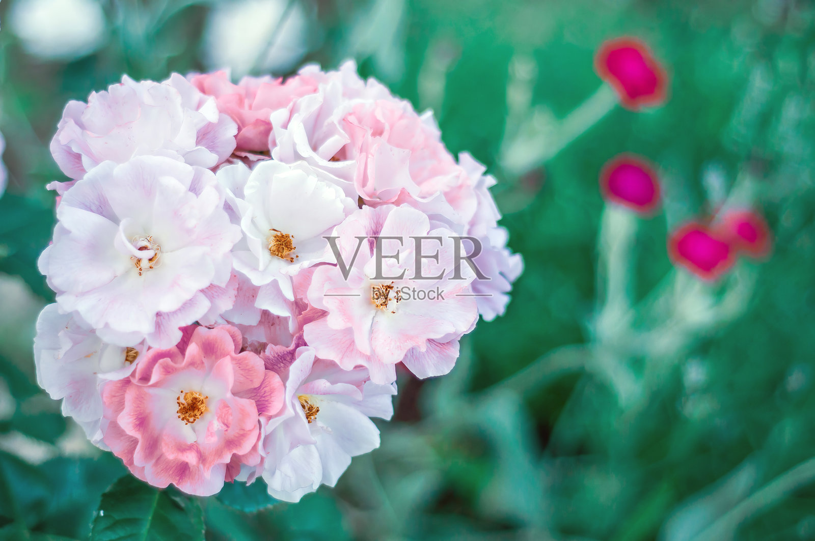 一束盛开的浅粉色和白色玫瑰，营造出柔和浪漫的花卉场景。照片摄影图片